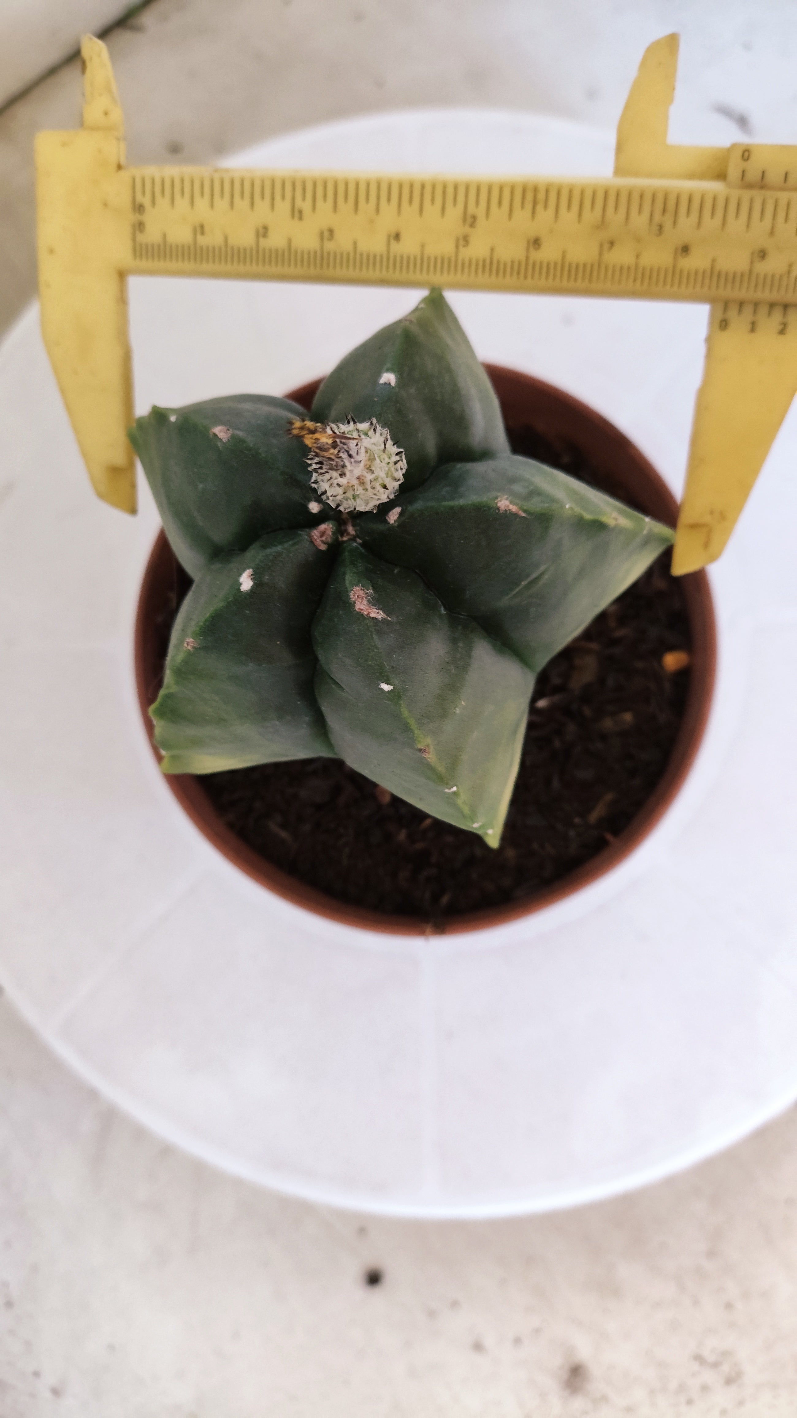 MATRIZ ASTROPHYTUM cv KIKKO  Nº 1120 – vaso 11