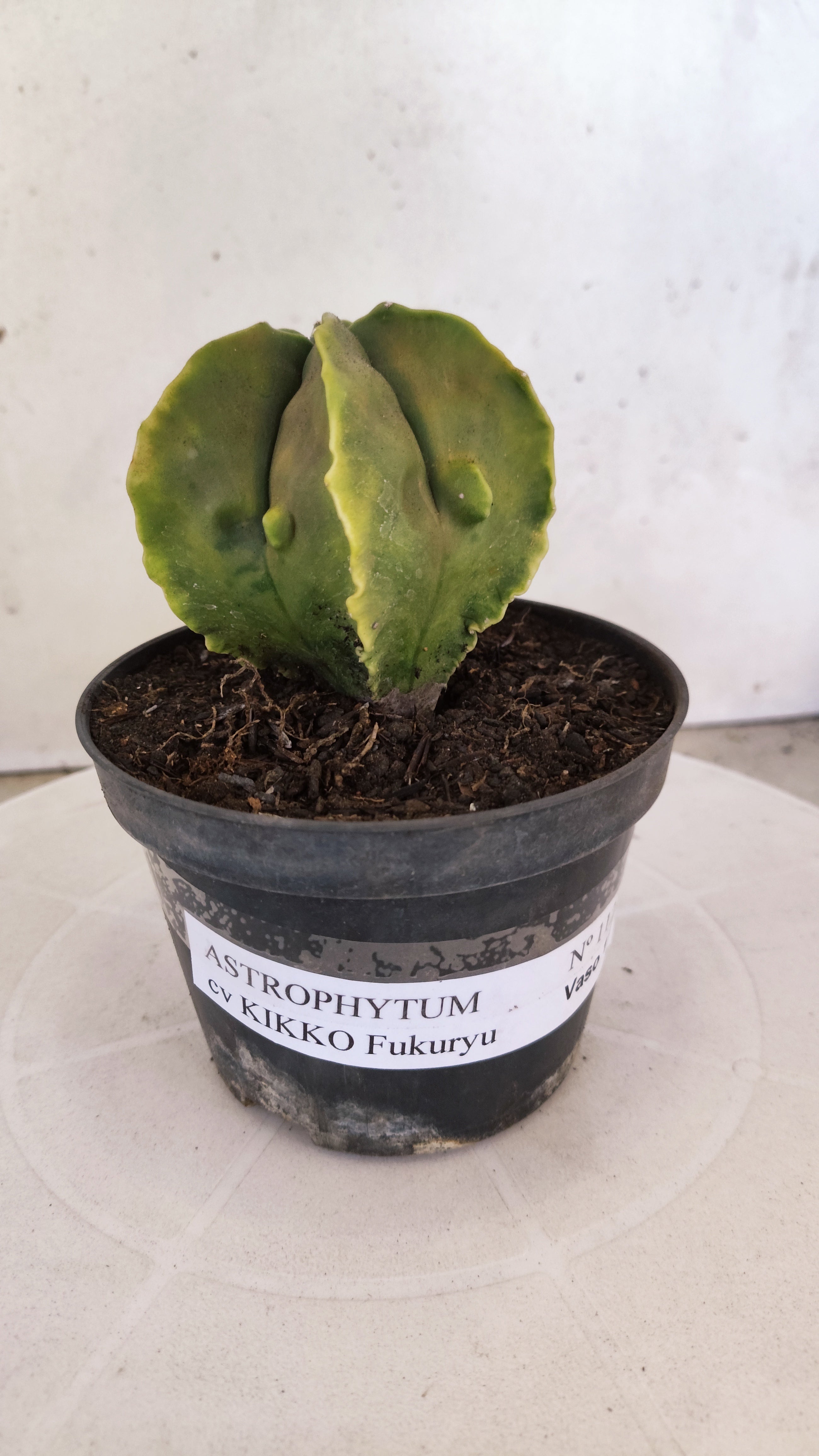 MATRIZ ASTROPHYTUM cv KIKKO "Fukuryu Variegata"  Nº 1122 – vaso 11