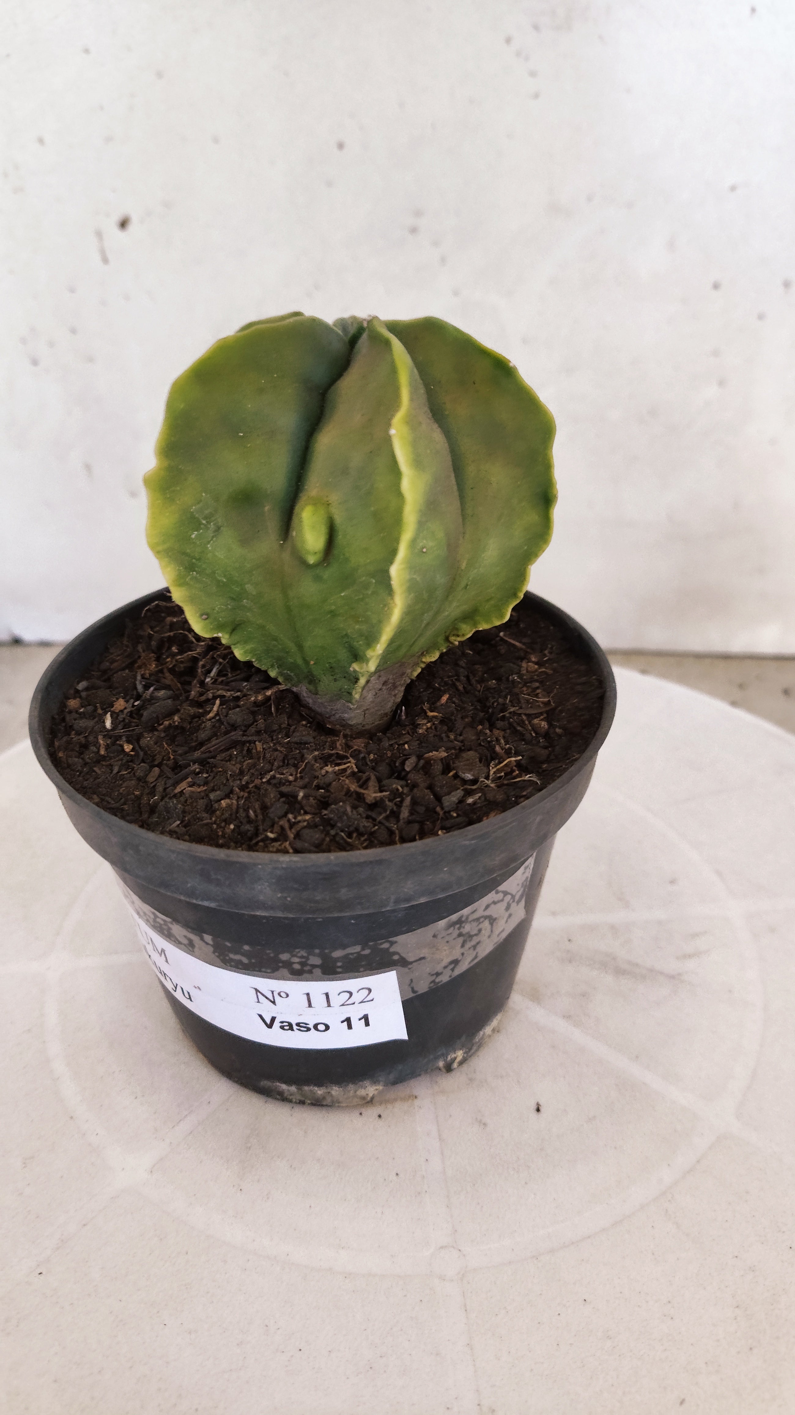 MATRIZ ASTROPHYTUM cv KIKKO "Fukuryu Variegata"  Nº 1122 – vaso 11