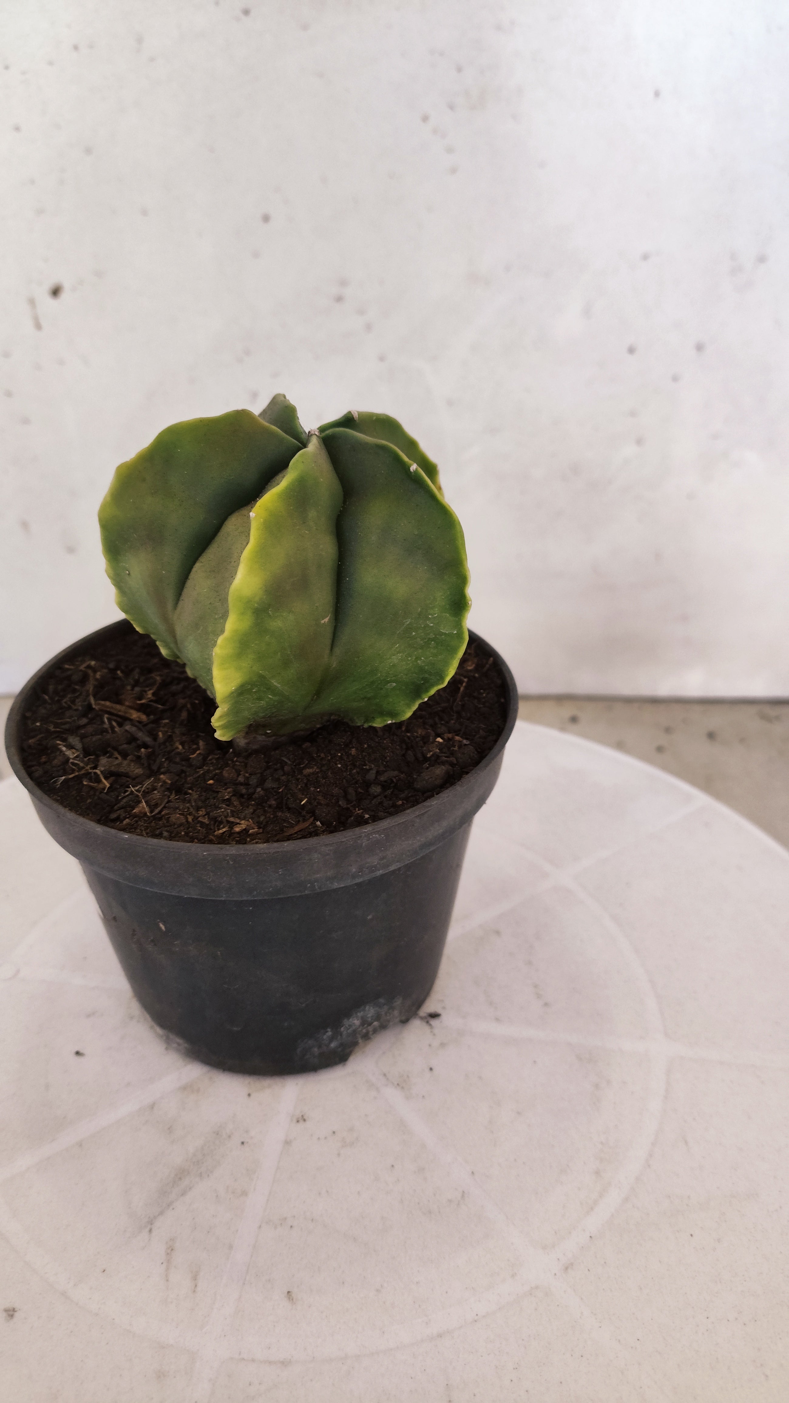 MATRIZ ASTROPHYTUM cv KIKKO "Fukuryu Variegata"  Nº 1122 – vaso 11