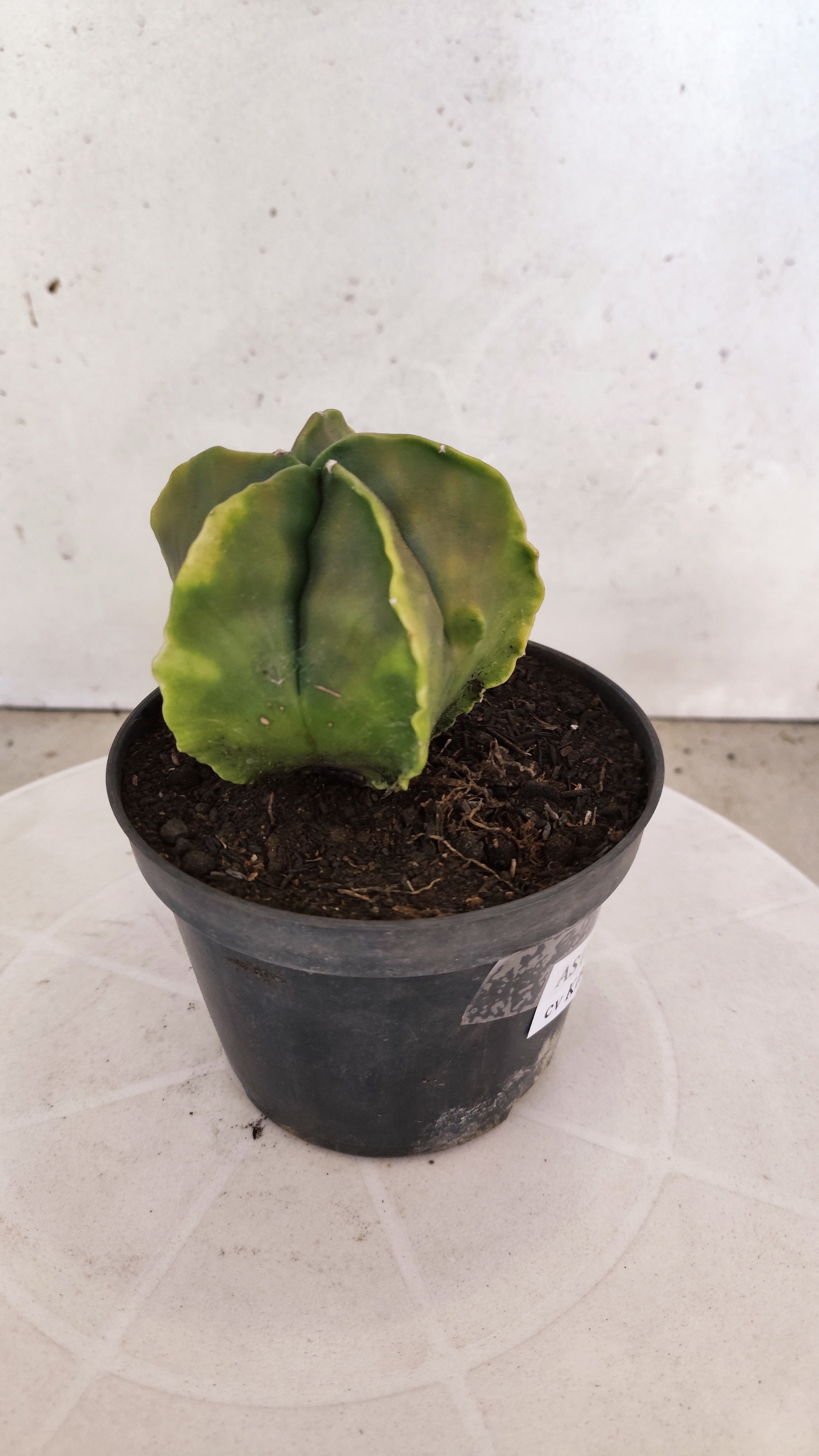 MATRIZ ASTROPHYTUM cv KIKKO "Fukuryu Variegata"  Nº 1122 – vaso 11