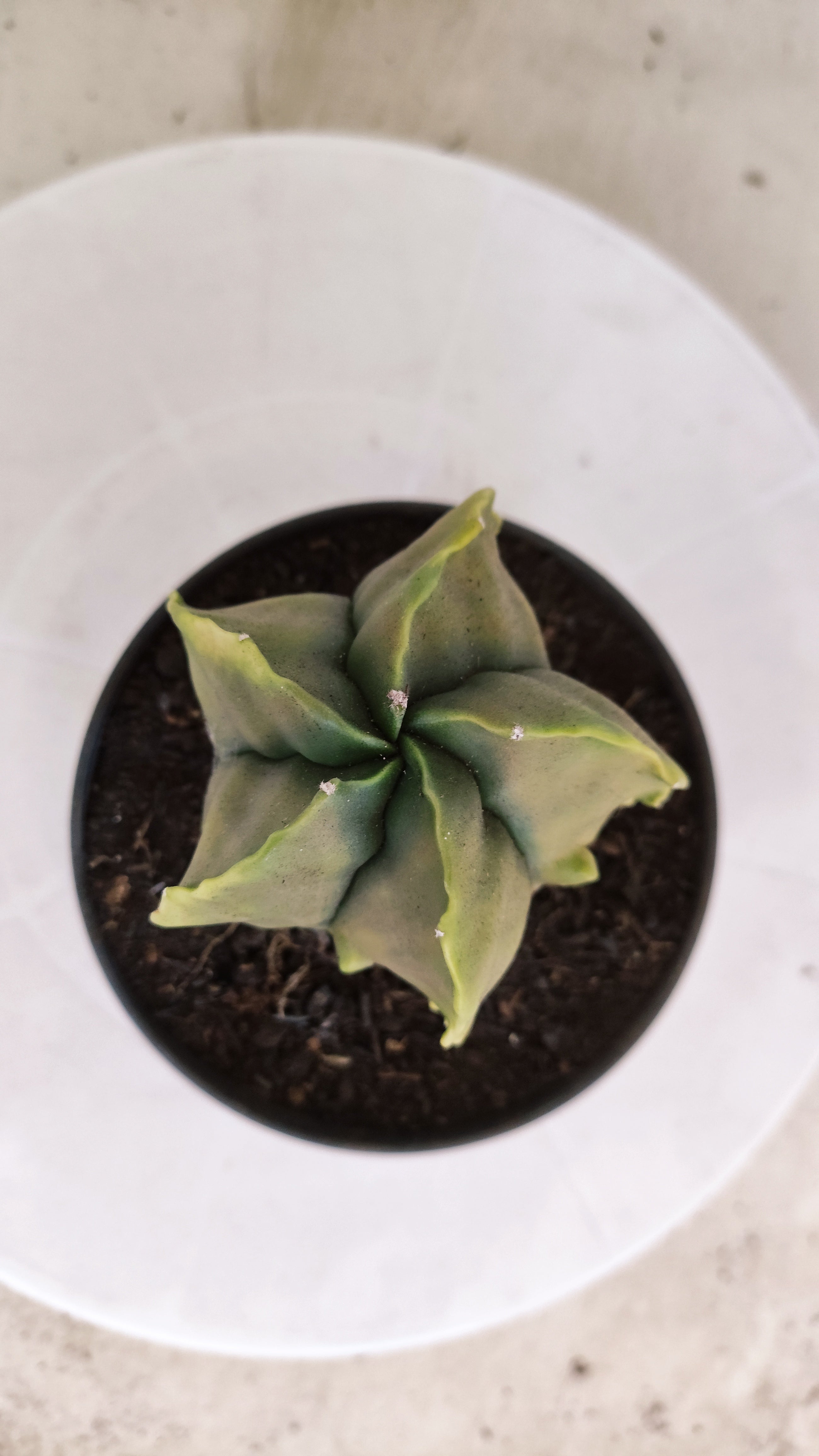 MATRIZ ASTROPHYTUM cv KIKKO "Fukuryu Variegata"  Nº 1122 – vaso 11