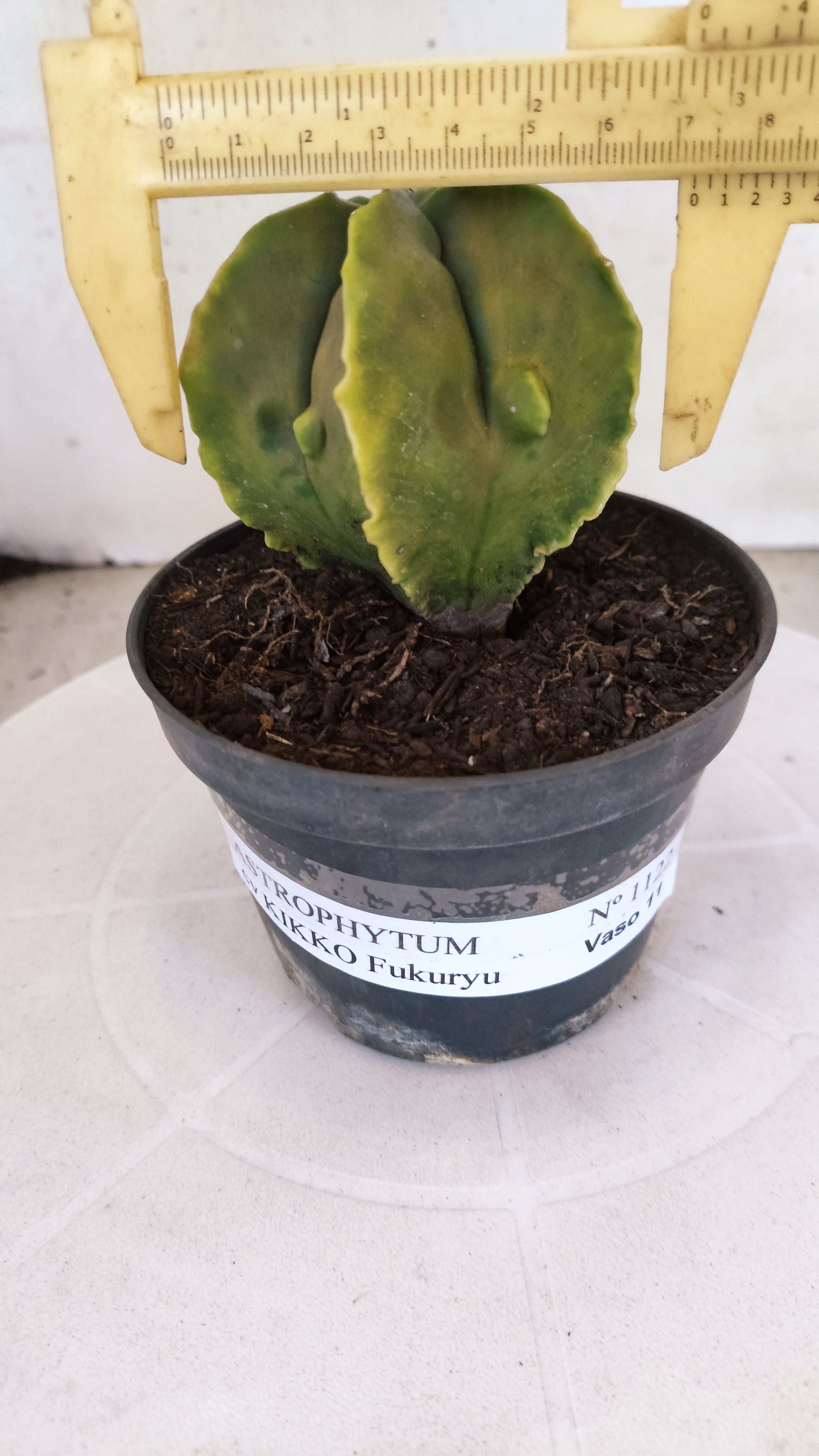MATRIZ ASTROPHYTUM cv KIKKO "Fukuryu Variegata"  Nº 1122 – vaso 11