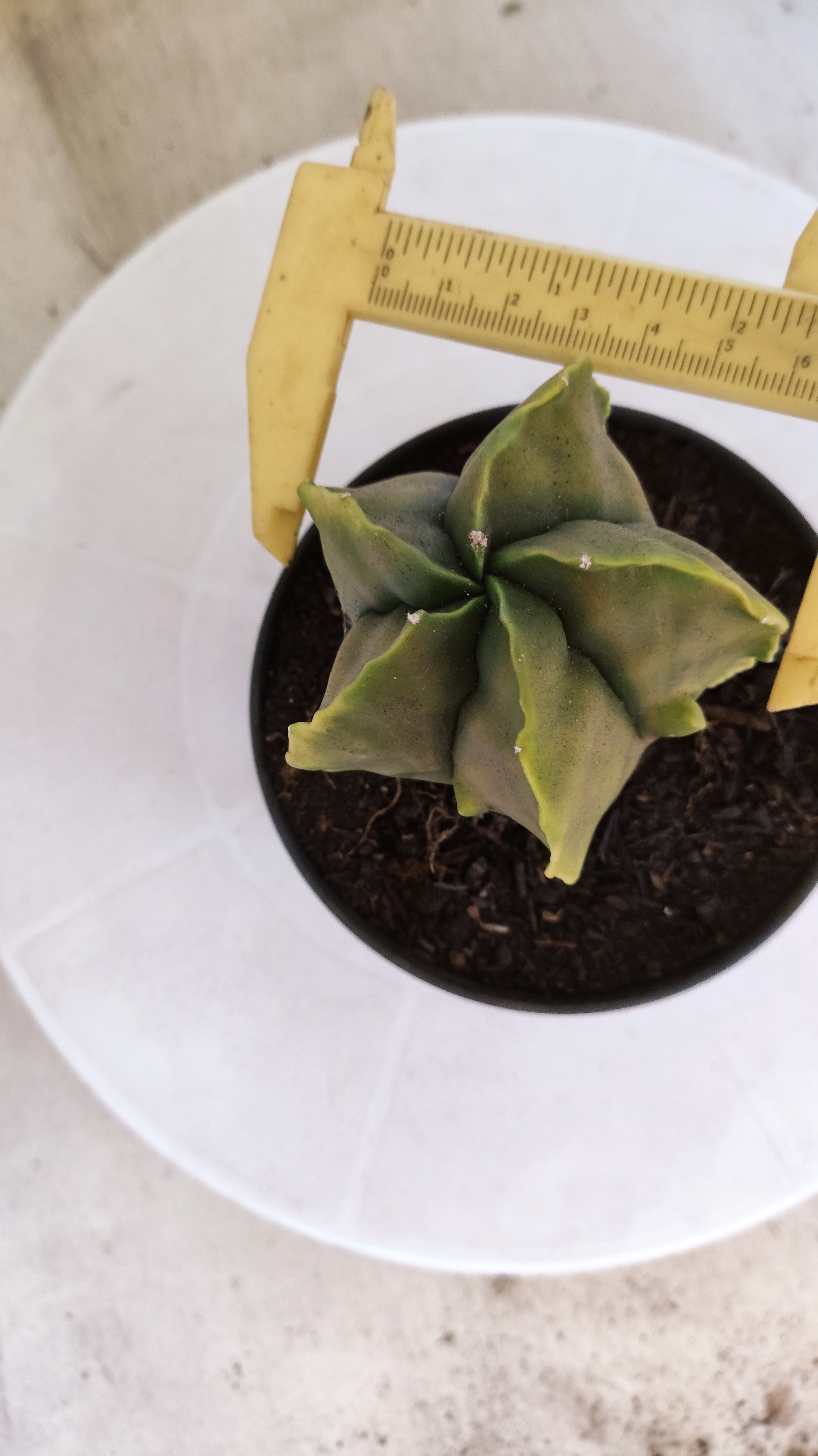 MATRIZ ASTROPHYTUM cv KIKKO "Fukuryu Variegata"  Nº 1122 – vaso 11