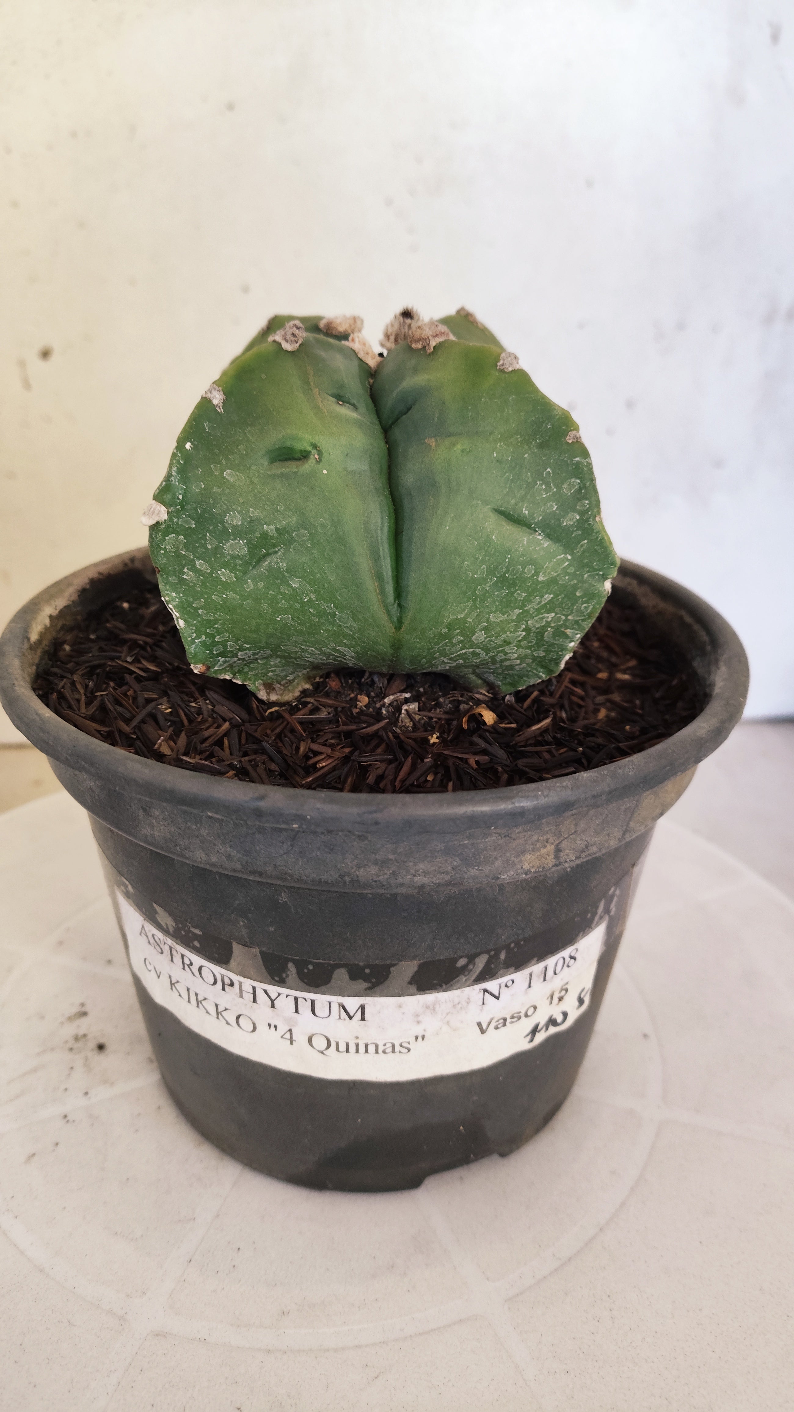 MATRIZ ASTROPHYTUM cv KIKKO "4 QUINAS - Variegata"  Nº 1108 – vaso 15
