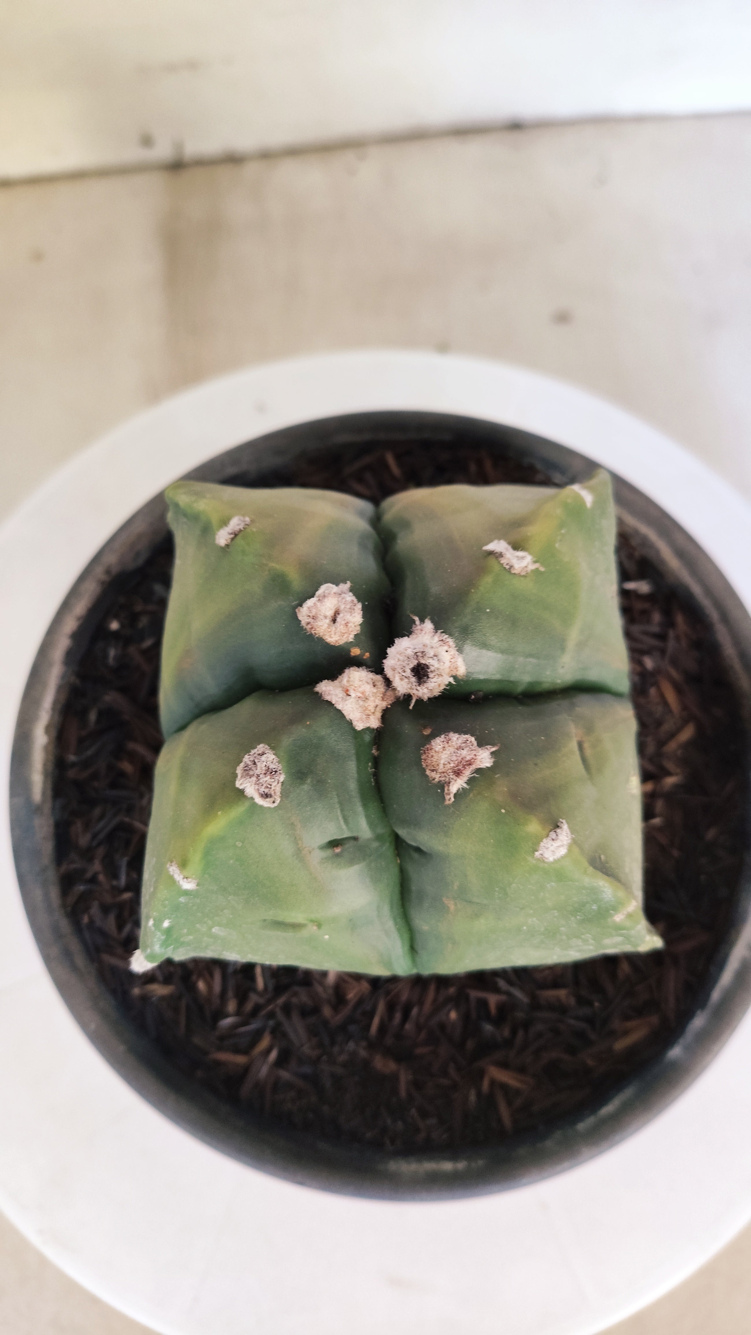MATRIZ ASTROPHYTUM cv KIKKO "4 QUINAS - Variegata"  Nº 1108 – vaso 15