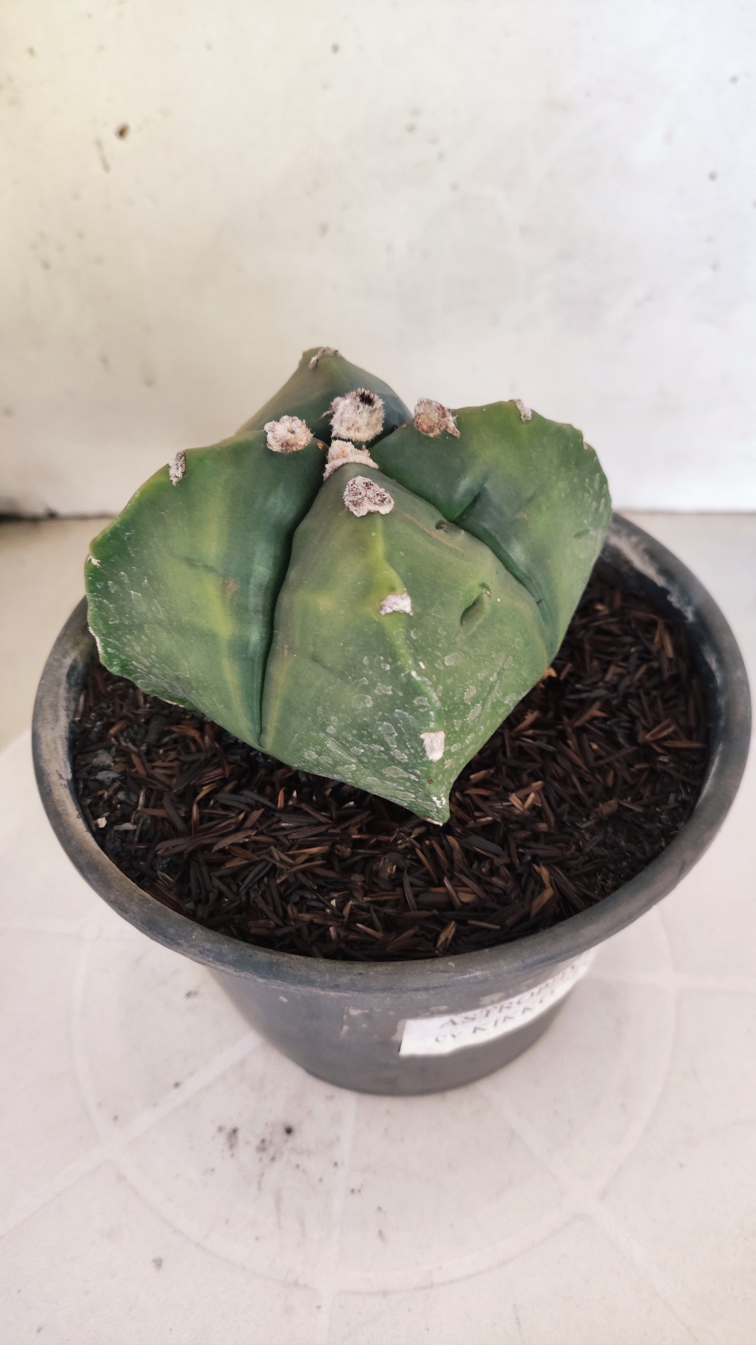 MATRIZ ASTROPHYTUM cv KIKKO "4 QUINAS - Variegata"  Nº 1108 – vaso 15