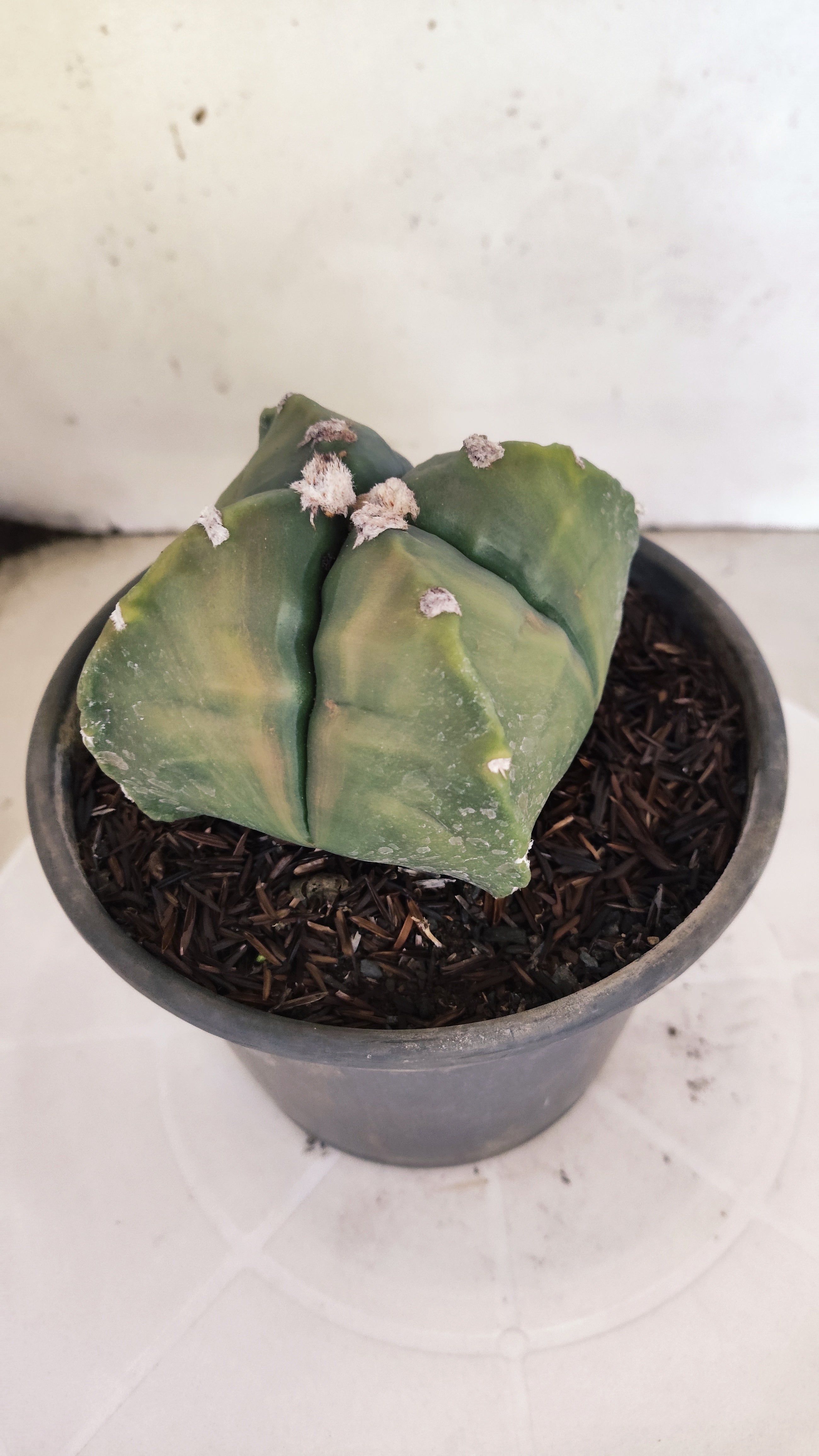 MATRIZ ASTROPHYTUM cv KIKKO "4 QUINAS - Variegata"  Nº 1108 – vaso 15