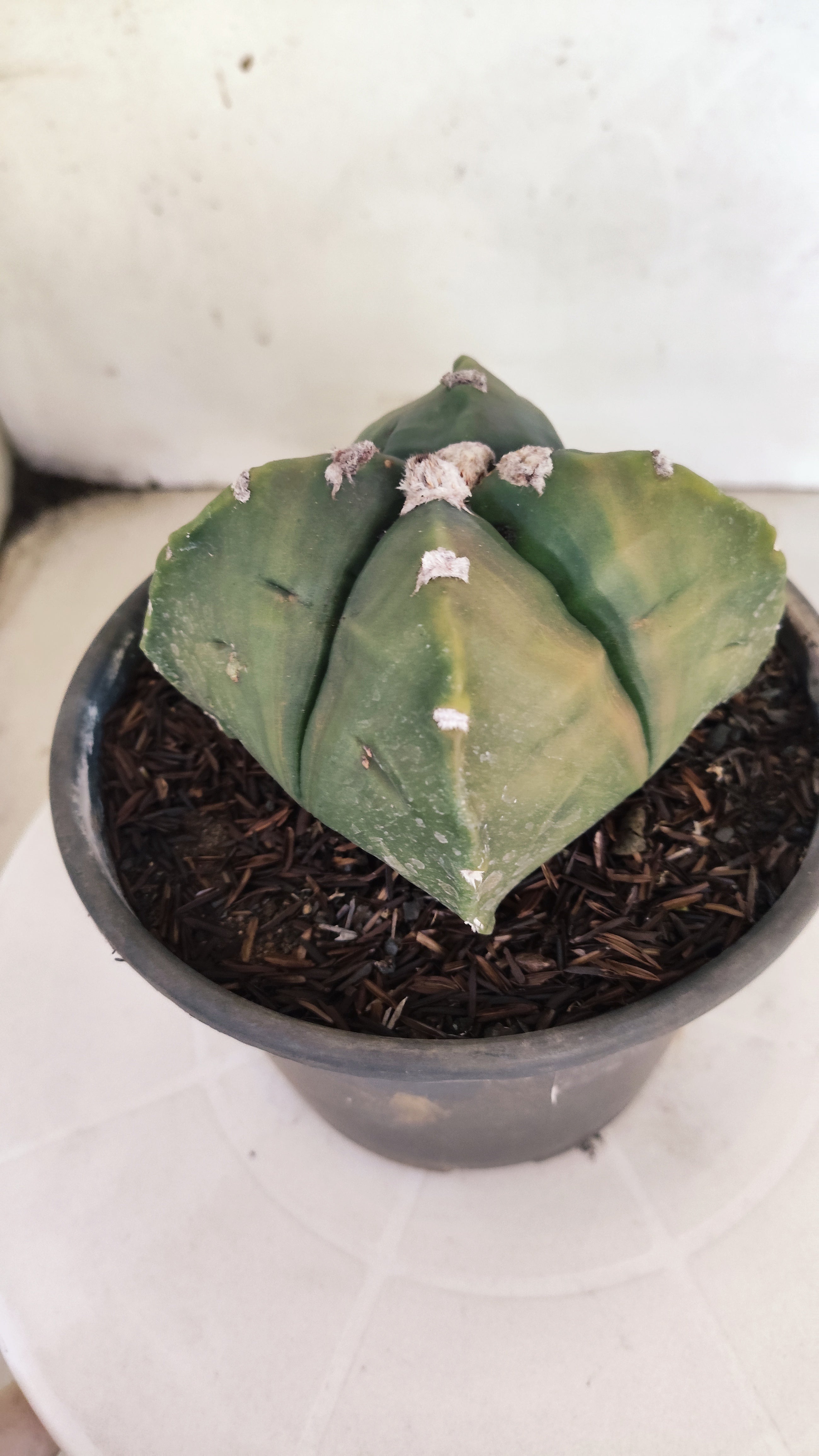 MATRIZ ASTROPHYTUM cv KIKKO "4 QUINAS - Variegata"  Nº 1108 – vaso 15