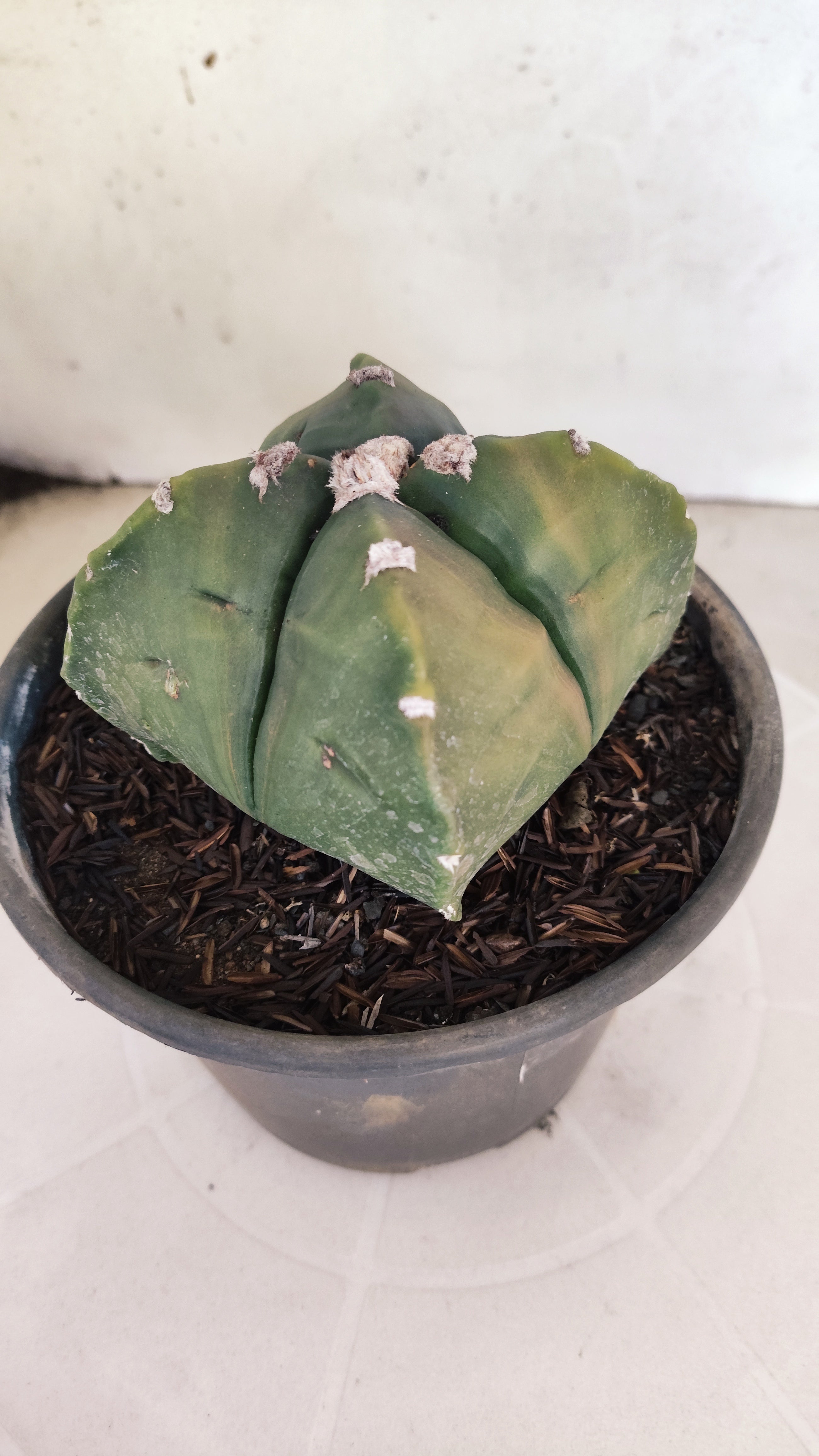 MATRIZ ASTROPHYTUM cv KIKKO "4 QUINAS - Variegata"  Nº 1108 – vaso 15