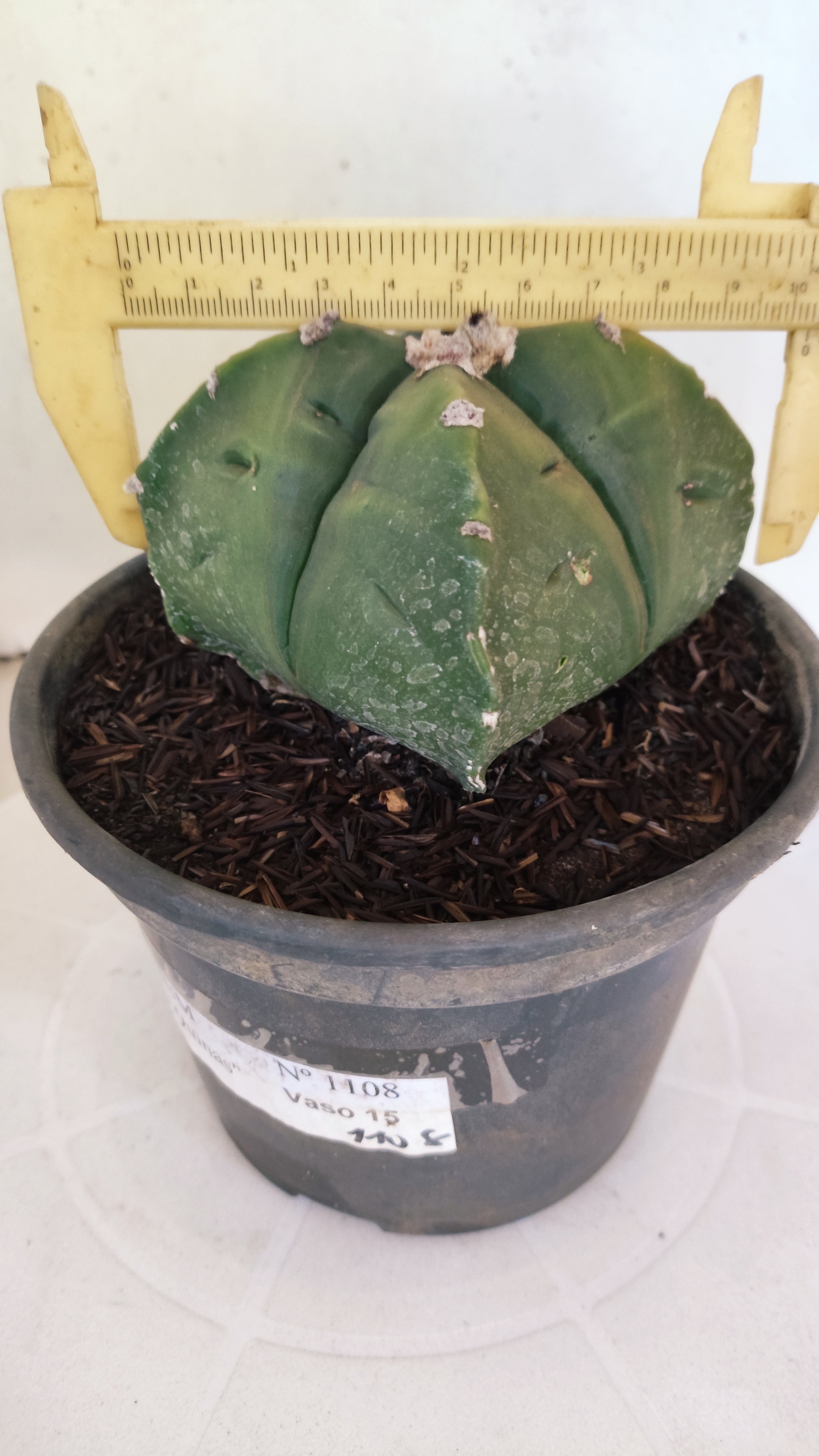 MATRIZ ASTROPHYTUM cv KIKKO "4 QUINAS - Variegata"  Nº 1108 – vaso 15