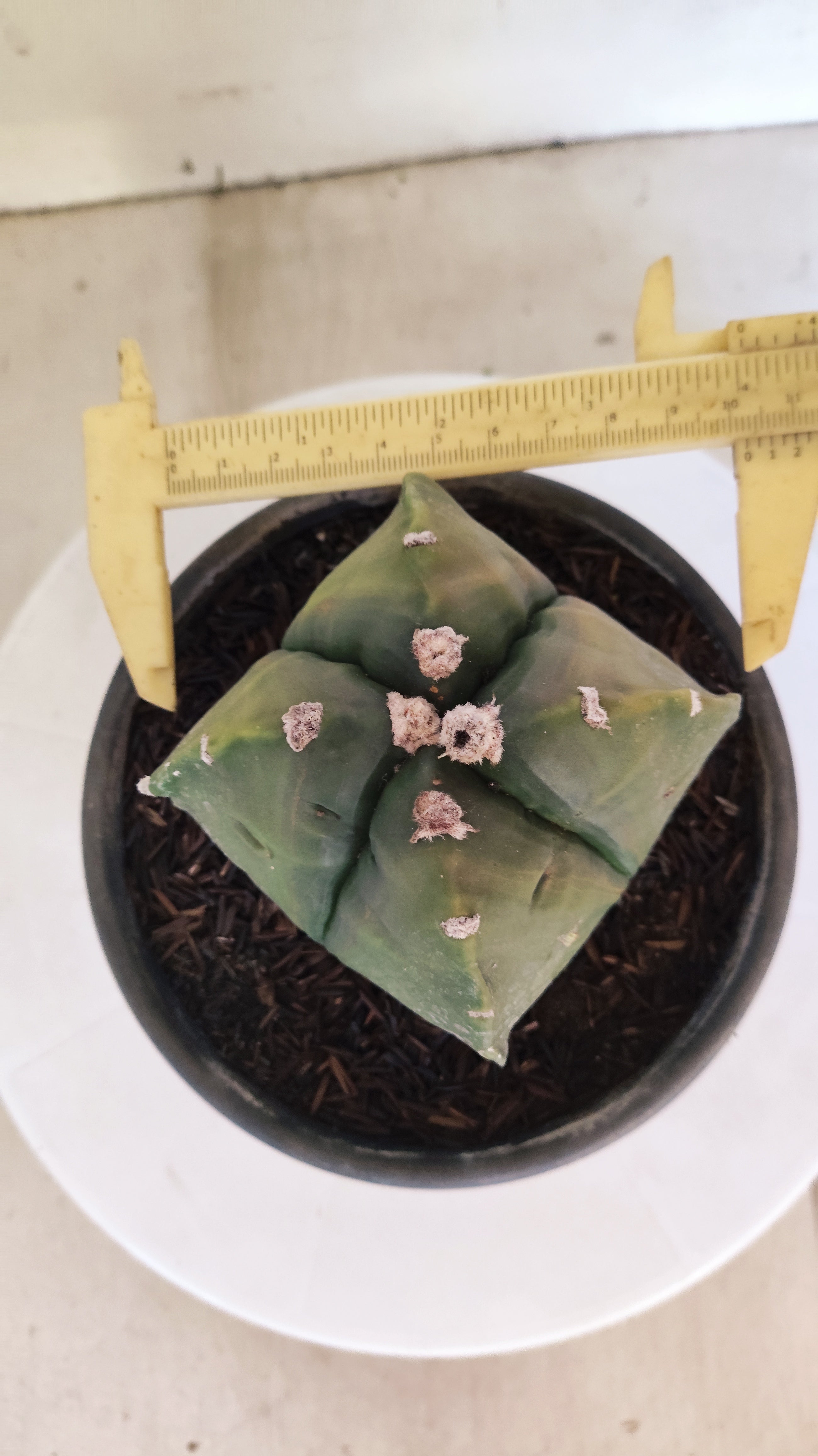 MATRIZ ASTROPHYTUM cv KIKKO "4 QUINAS - Variegata"  Nº 1108 – vaso 15