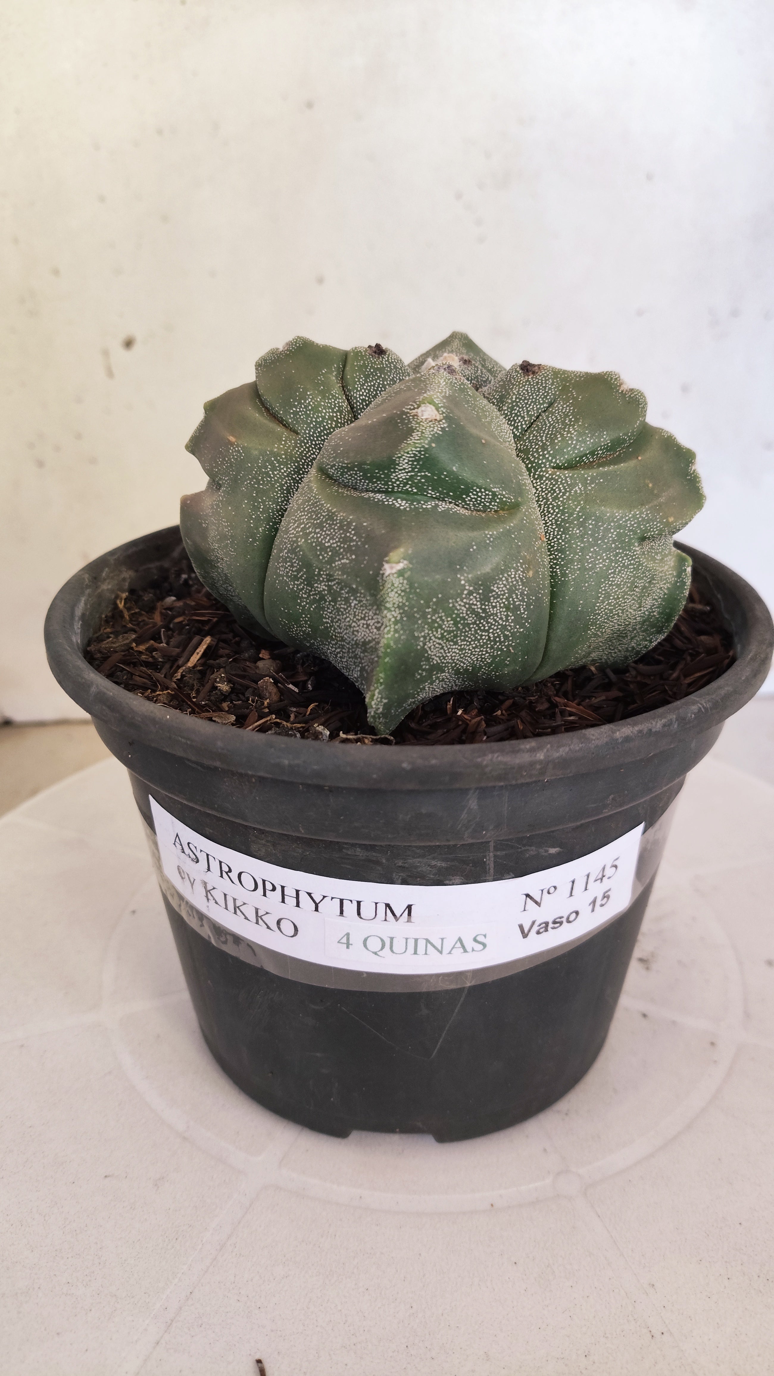 MATRIZ ASTROPHYTUM cv KIKKO "4 QUINAS - Variegata"  Nº 1145 – vaso 15