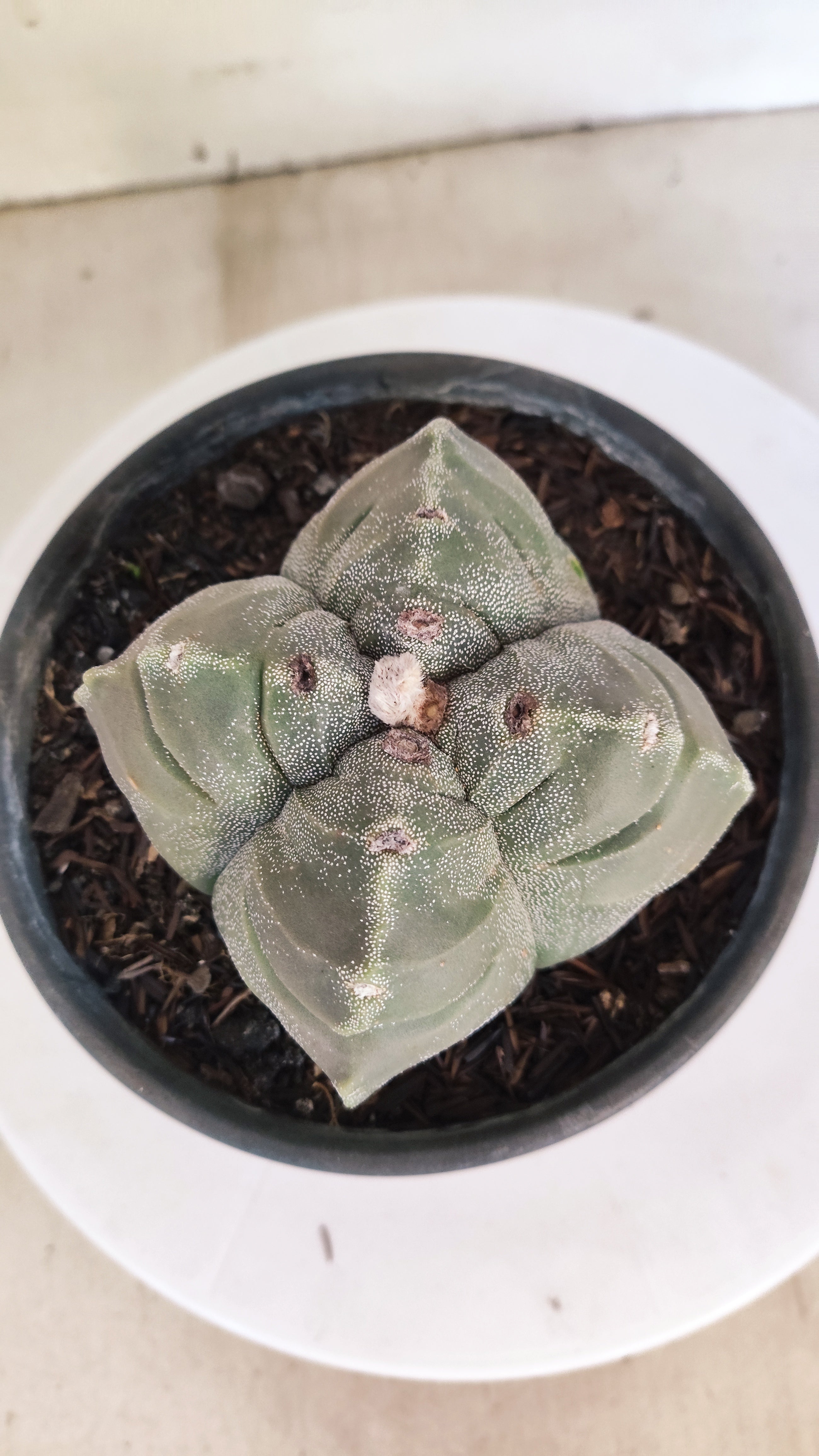 MATRIZ ASTROPHYTUM cv KIKKO "4 QUINAS - Variegata"  Nº 1145 – vaso 15