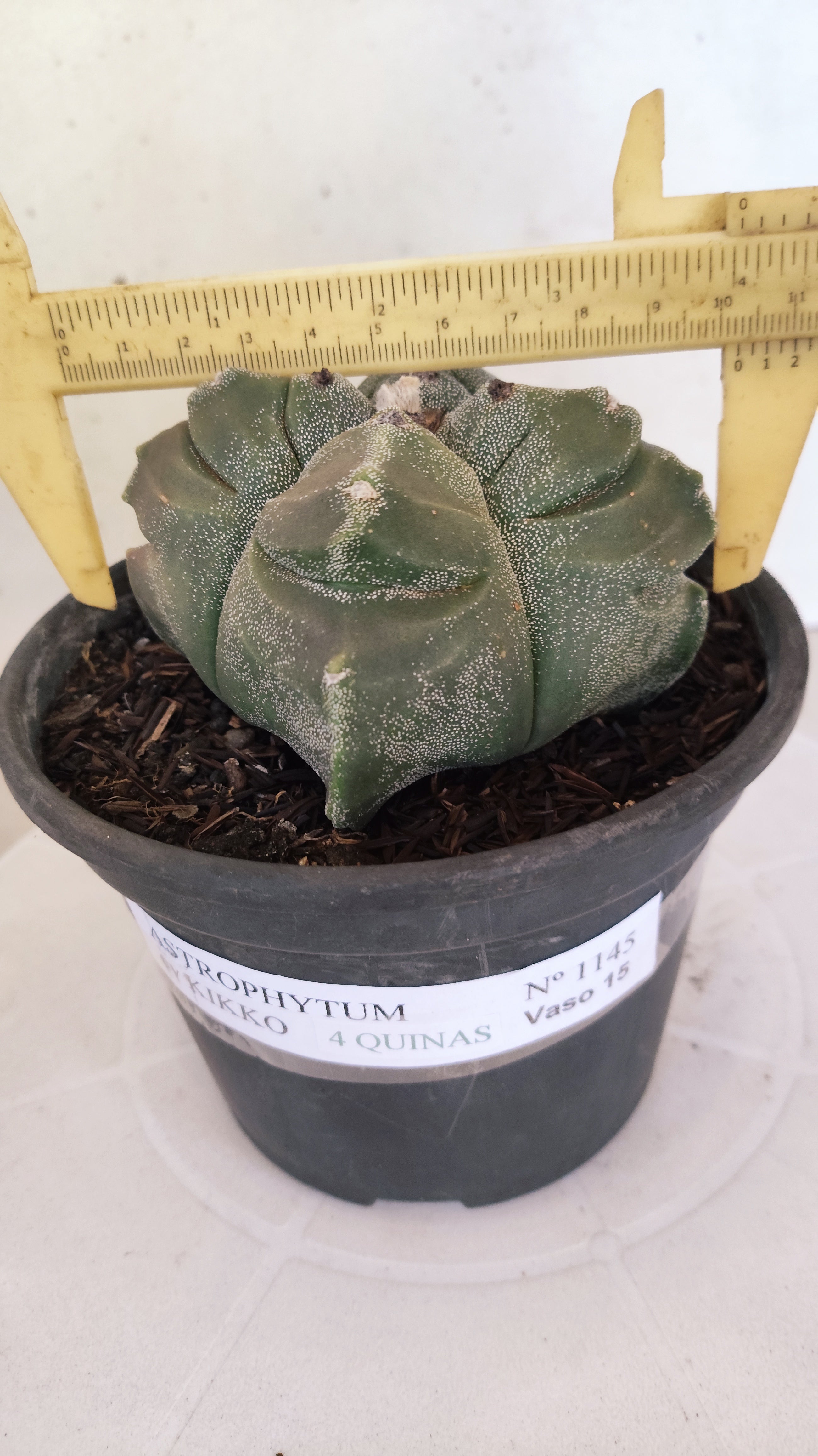 MATRIZ ASTROPHYTUM cv KIKKO "4 QUINAS - Variegata"  Nº 1145 – vaso 15