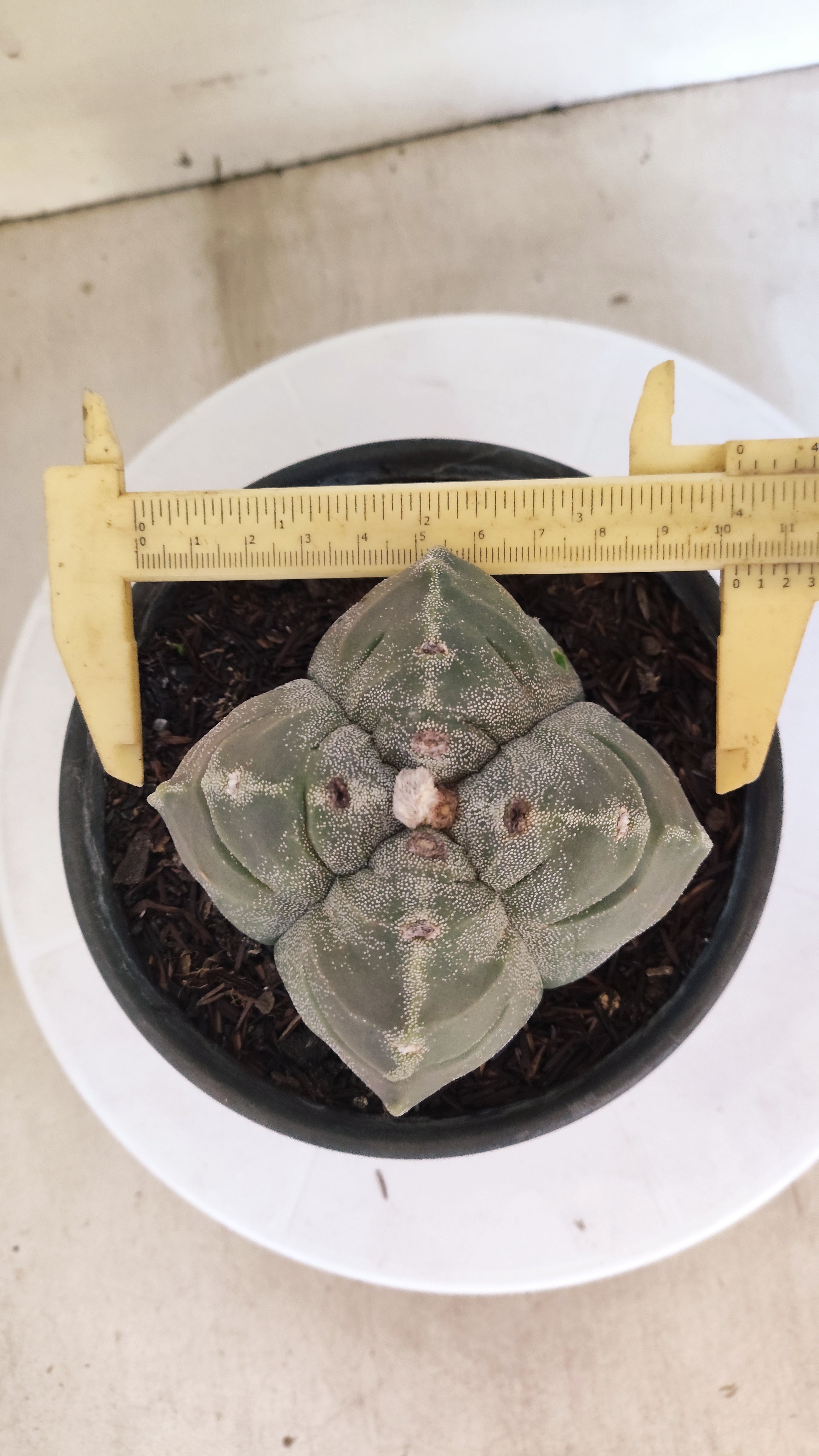 MATRIZ ASTROPHYTUM cv KIKKO "4 QUINAS - Variegata"  Nº 1145 – vaso 15