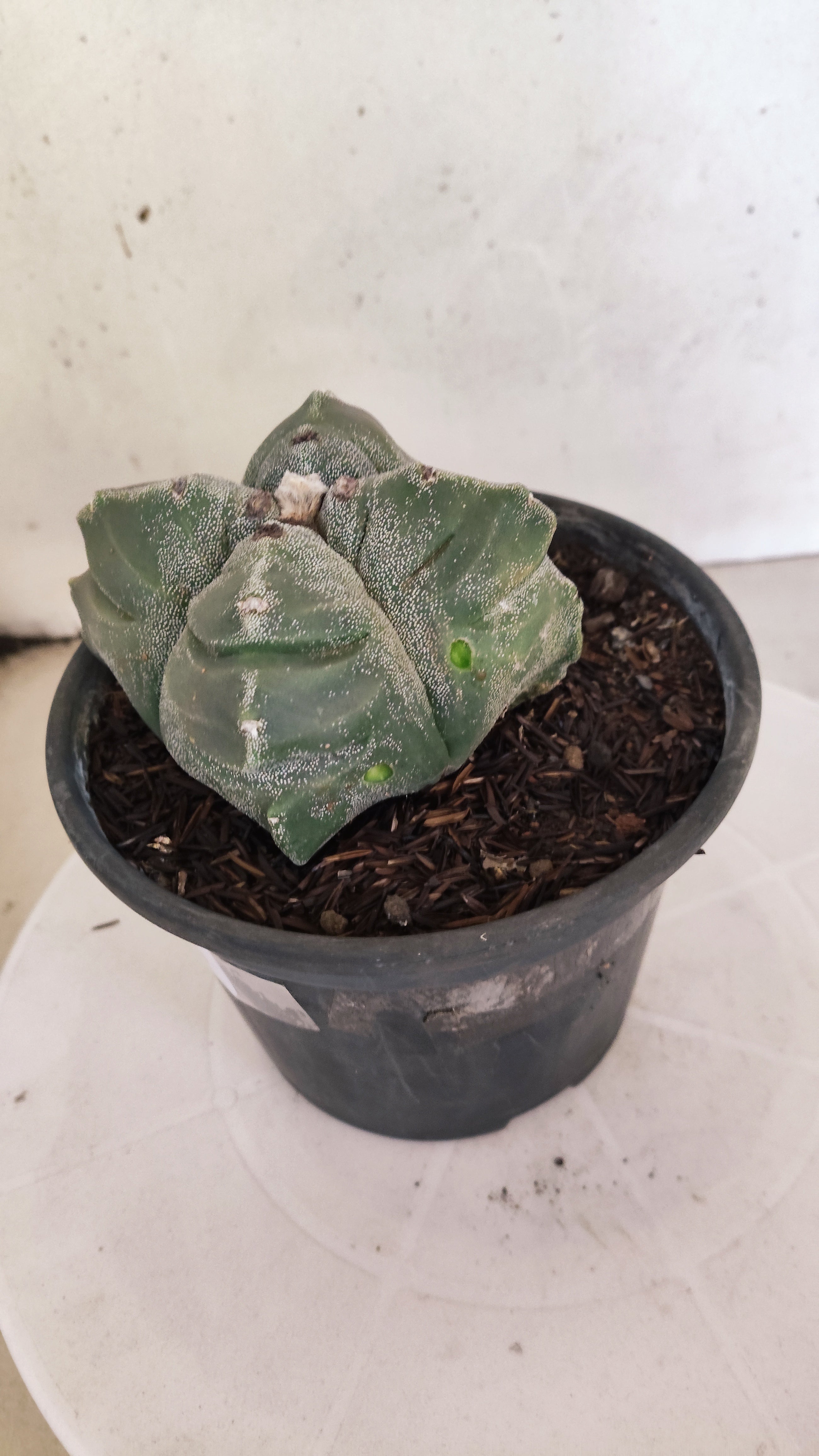 MATRIZ ASTROPHYTUM cv KIKKO "4 QUINAS - Variegata"  Nº 1145 – vaso 15