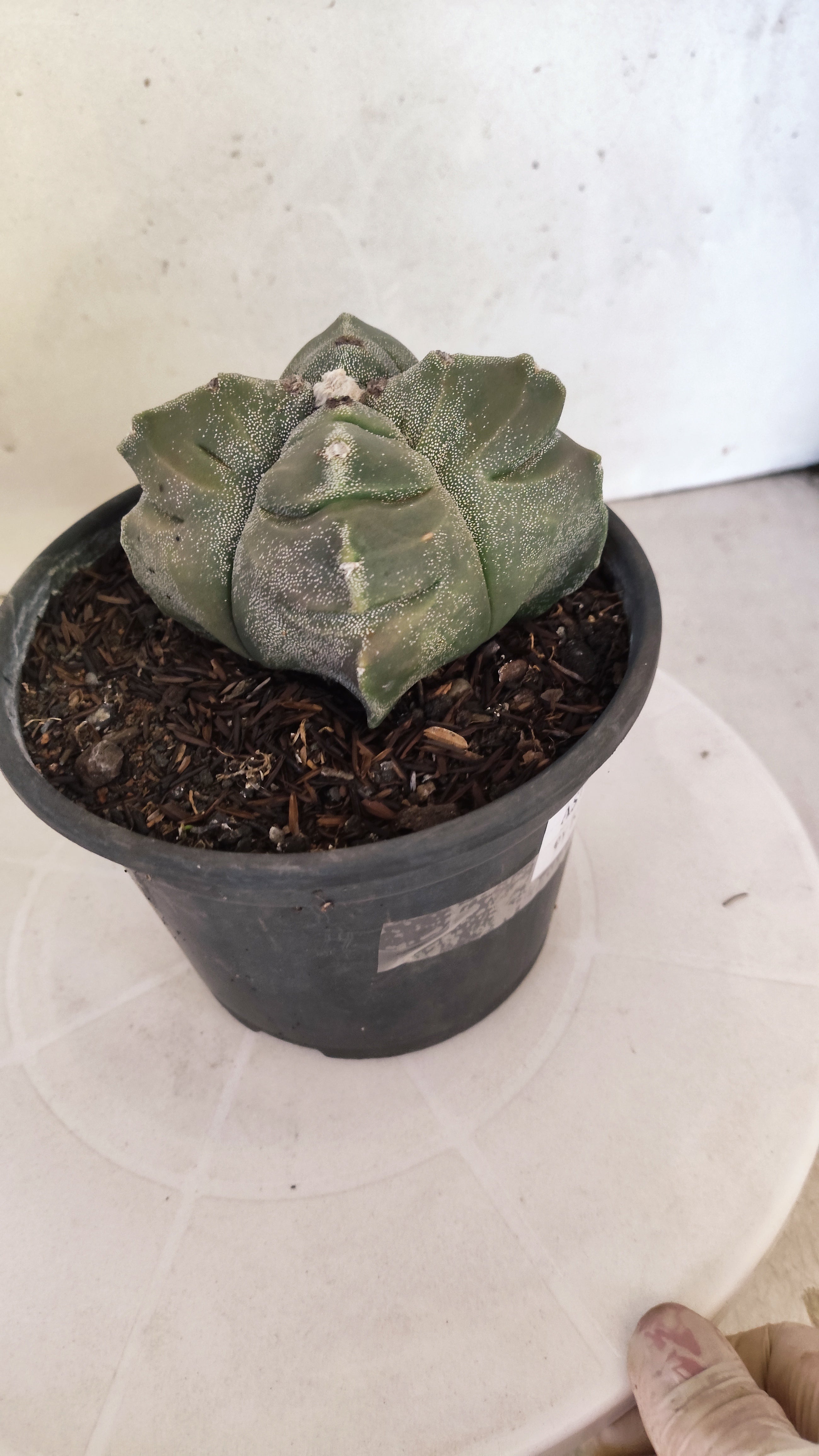 MATRIZ ASTROPHYTUM cv KIKKO "4 QUINAS - Variegata"  Nº 1145 – vaso 15