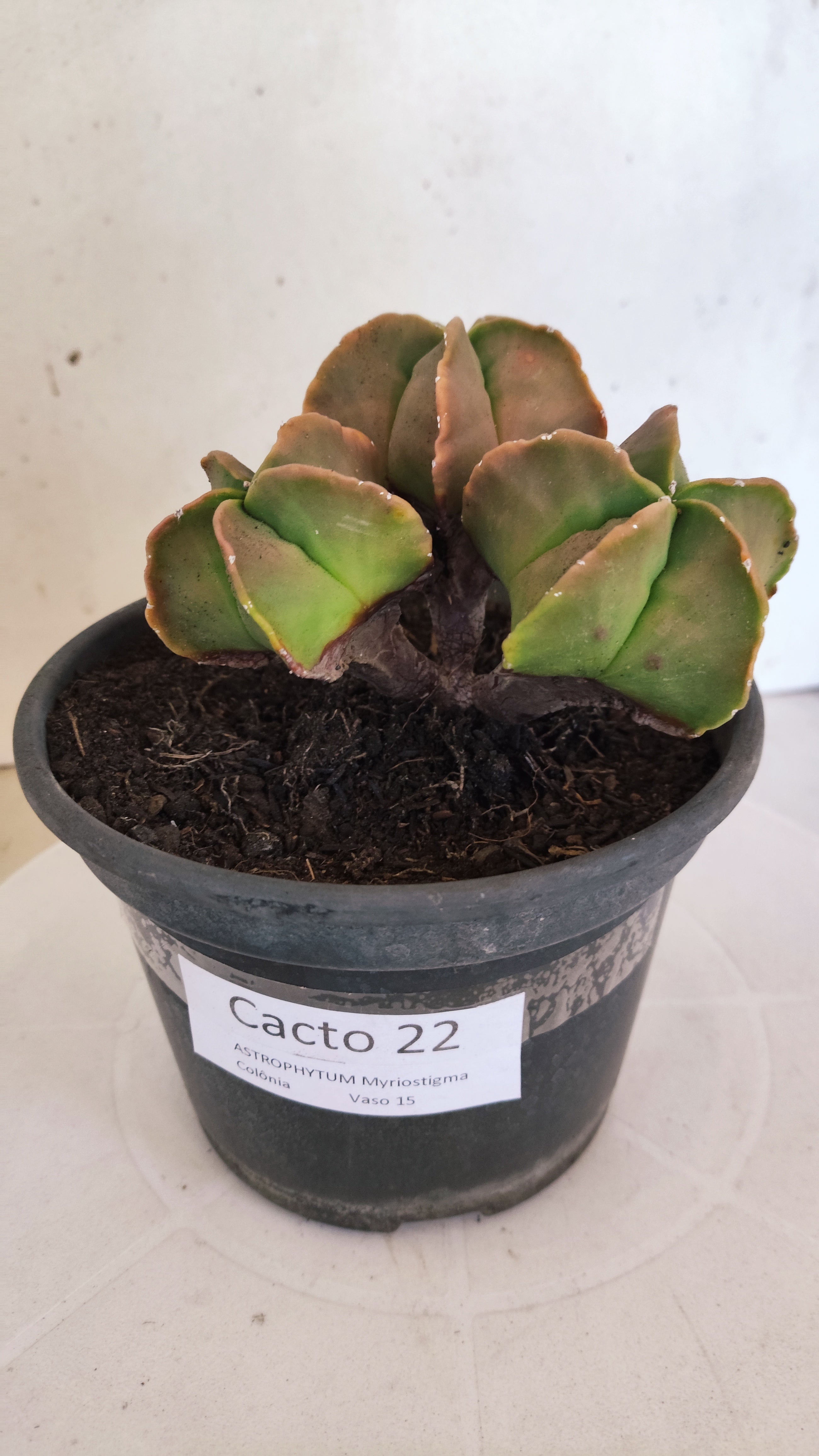 MATRIZ ASTROPHYTUM MYRIOSTIGMA "Colônia" Nº 22 – vaso 15