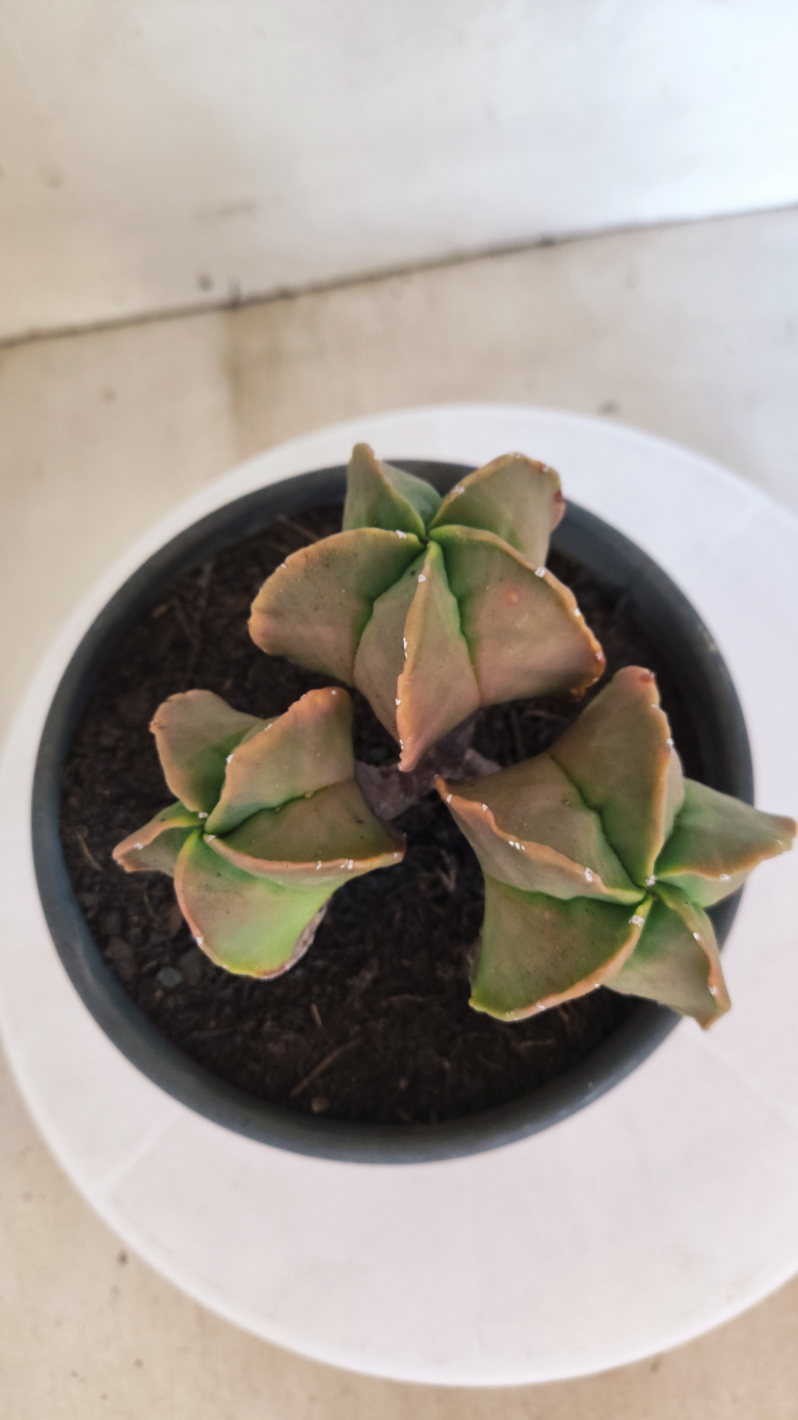 MATRIZ ASTROPHYTUM MYRIOSTIGMA "Colônia" Nº 22 – vaso 15