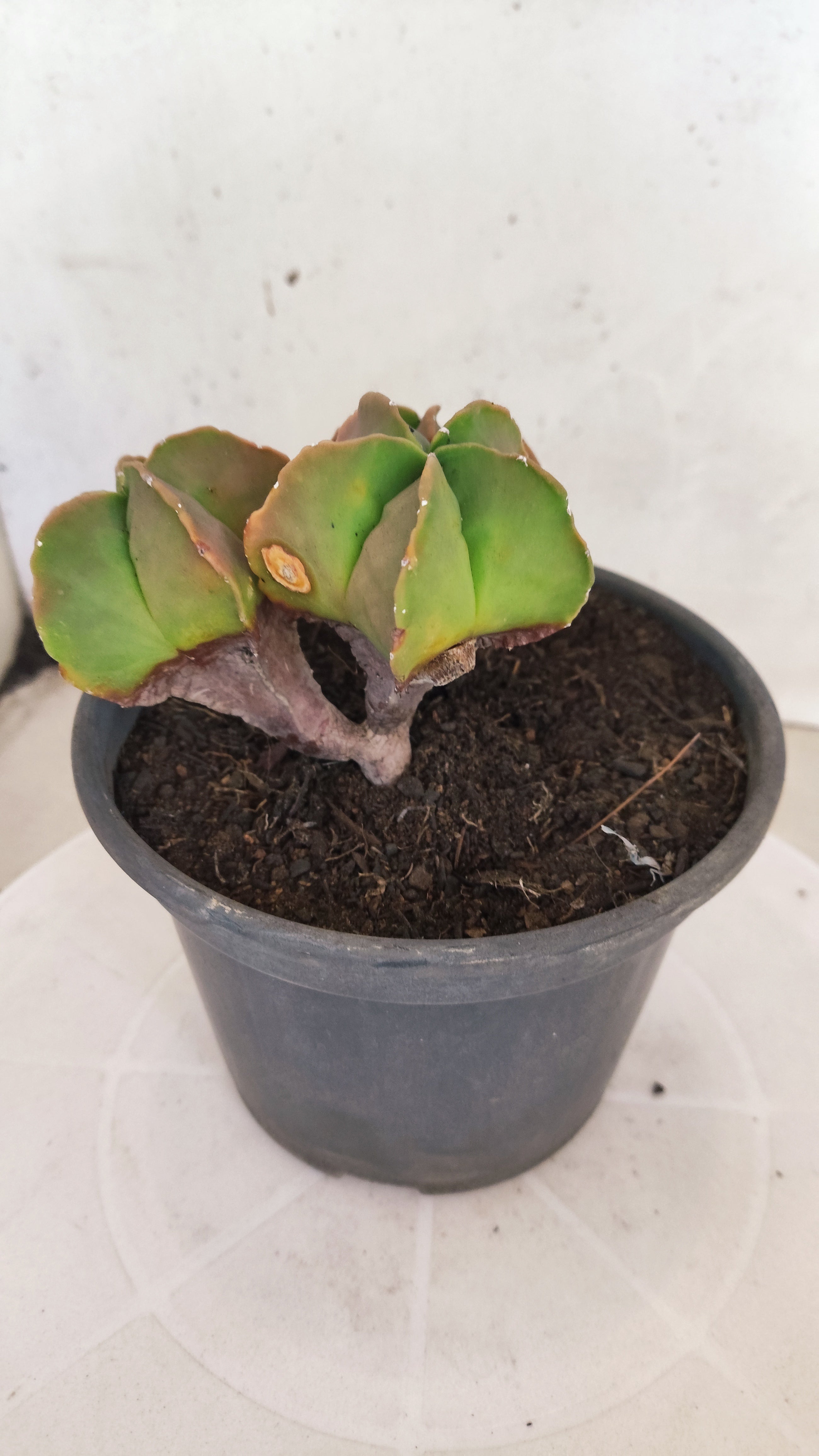 MATRIZ ASTROPHYTUM MYRIOSTIGMA "Colônia" Nº 22 – vaso 15