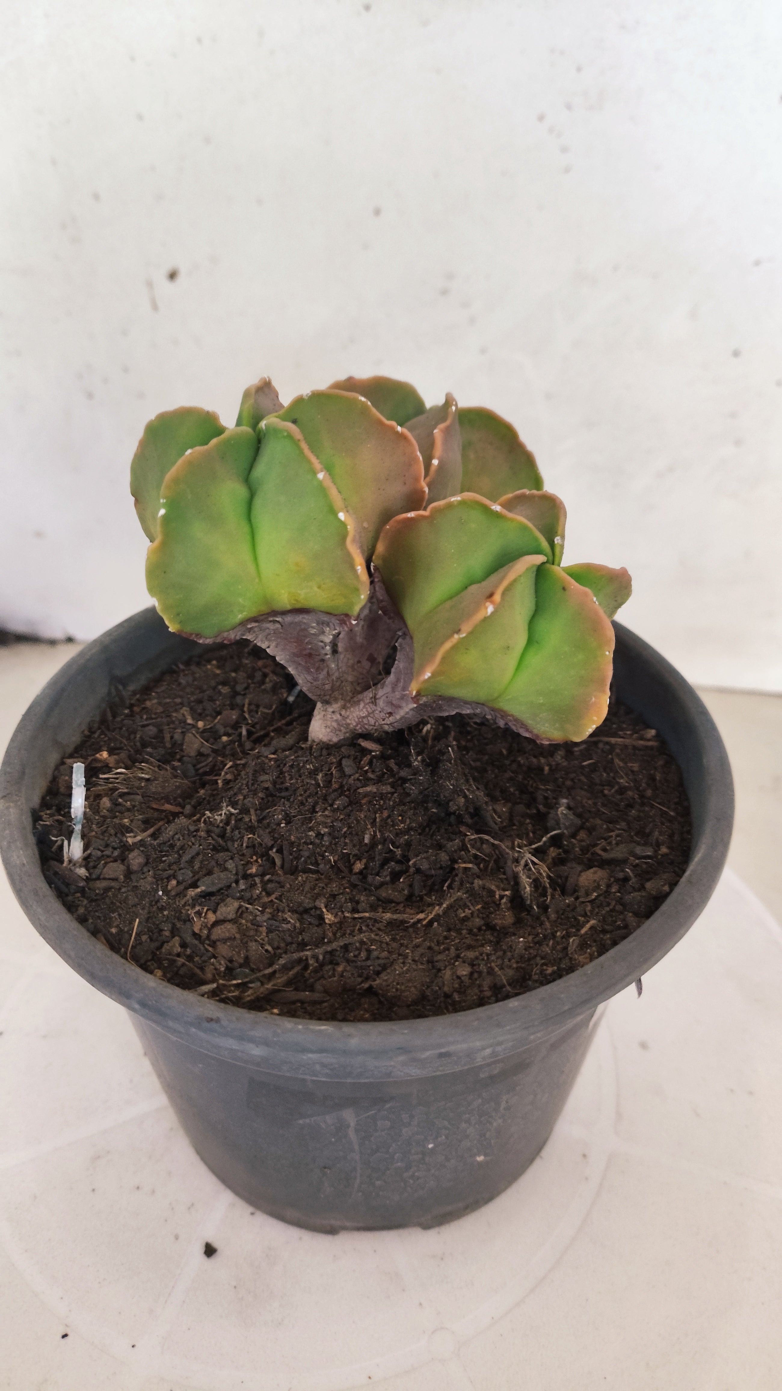 MATRIZ ASTROPHYTUM MYRIOSTIGMA "Colônia" Nº 22 – vaso 15