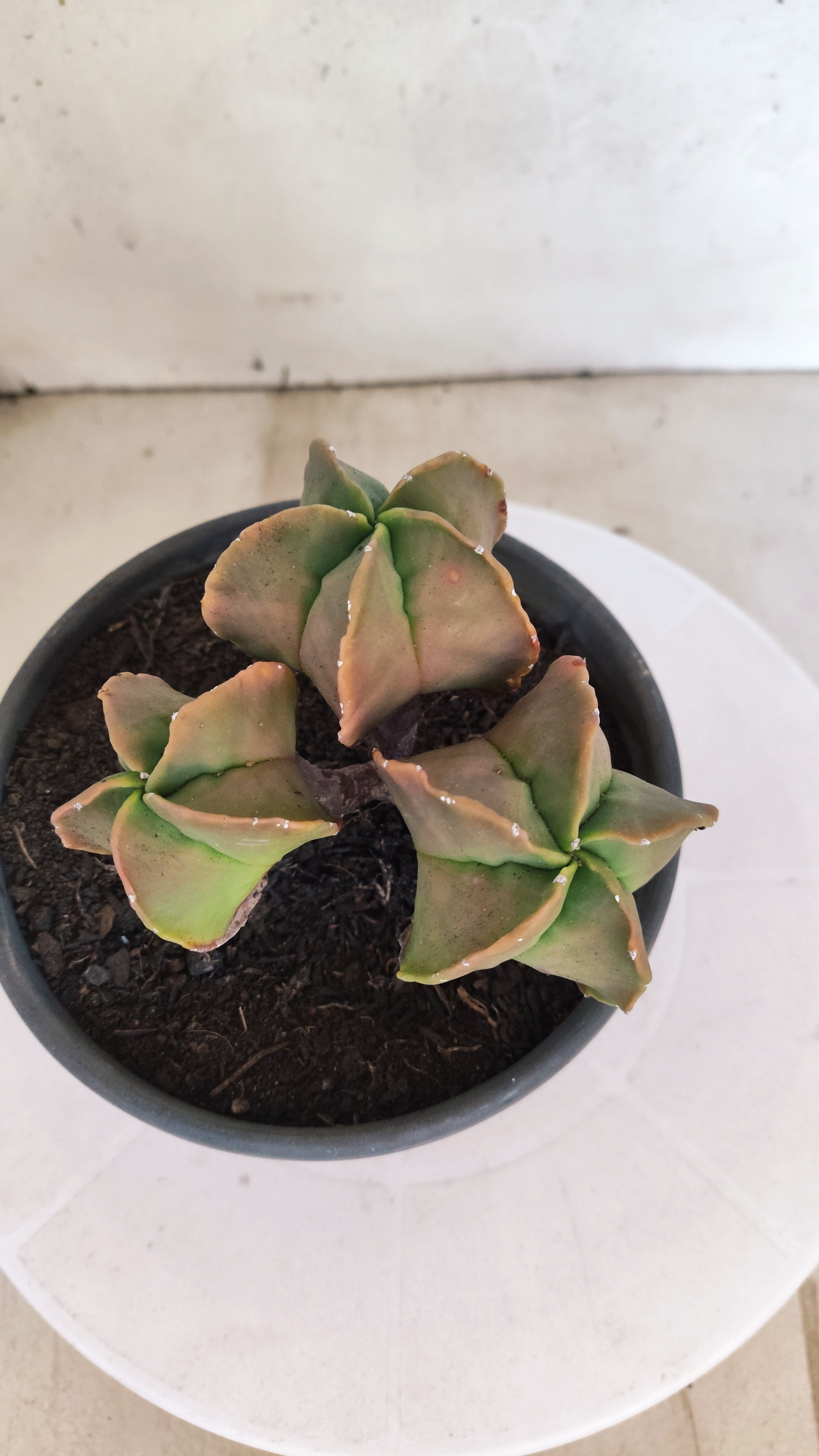 MATRIZ ASTROPHYTUM MYRIOSTIGMA "Colônia" Nº 22 – vaso 15
