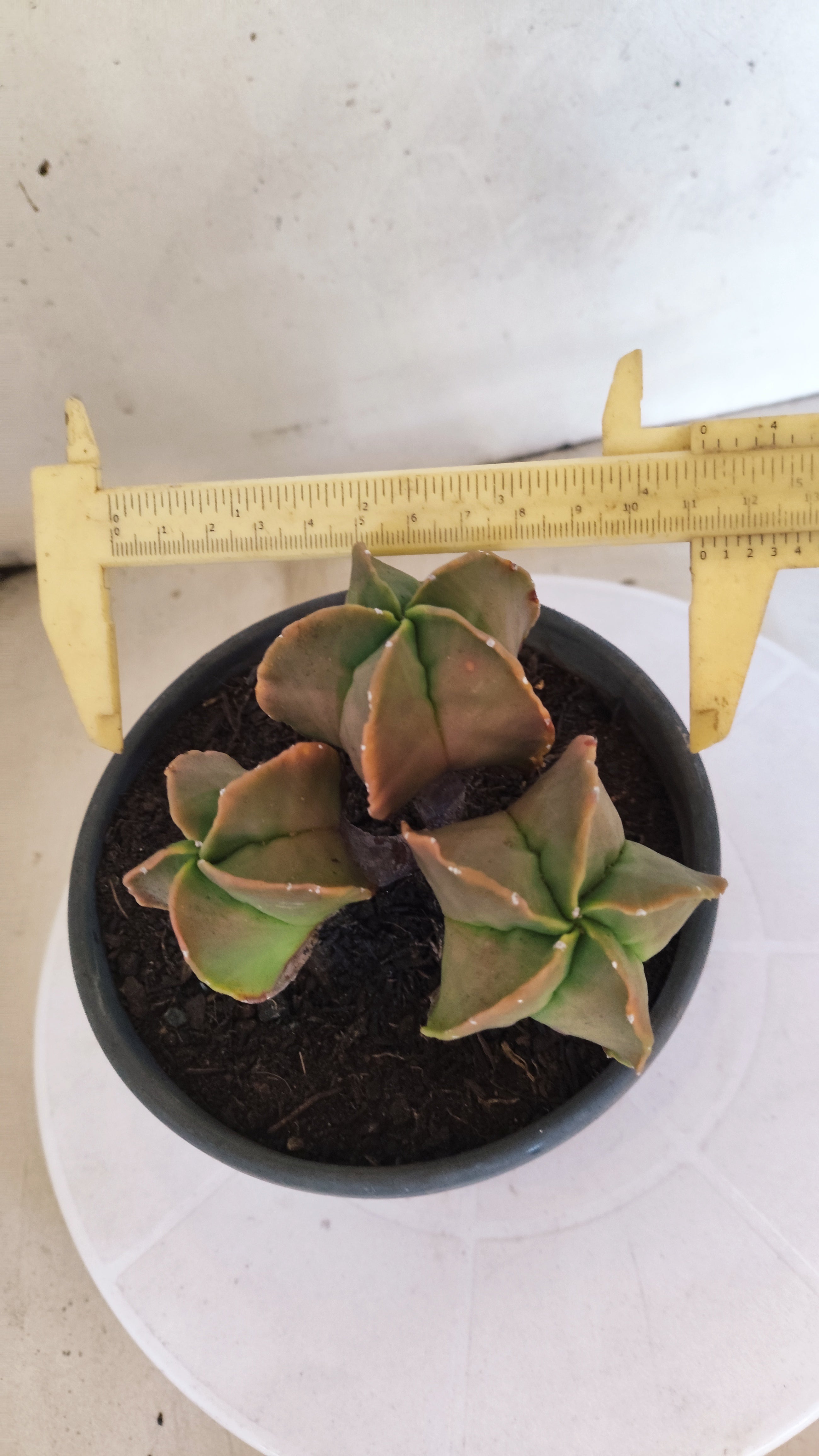 MATRIZ ASTROPHYTUM MYRIOSTIGMA "Colônia" Nº 22 – vaso 15