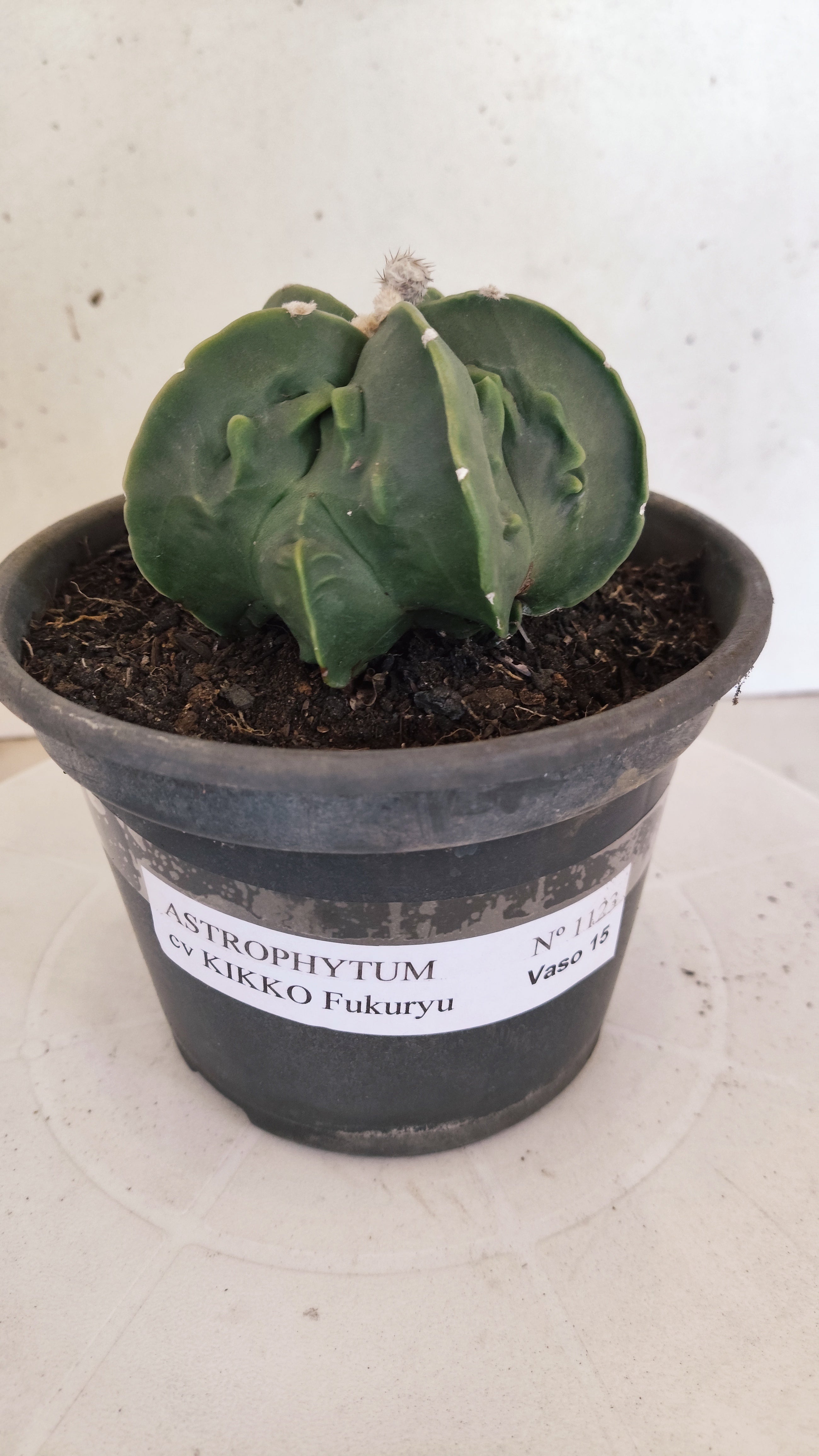 MATRIZ ASTROPHYTUM Myriostigma FUKURYU  Nº 1123 – vaso 15