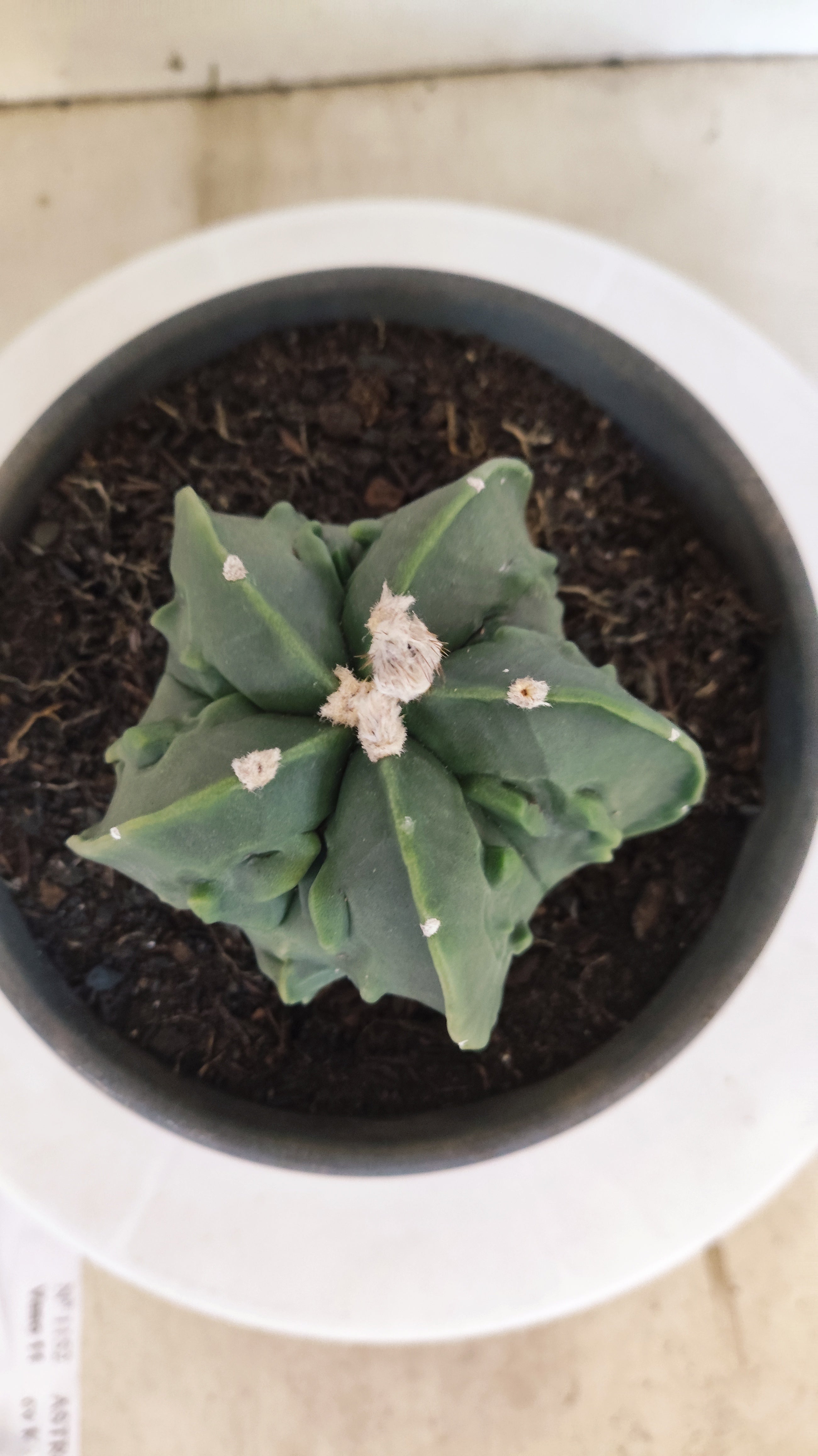 MATRIZ ASTROPHYTUM Myriostigma FUKURYU  Nº 1123 – vaso 15