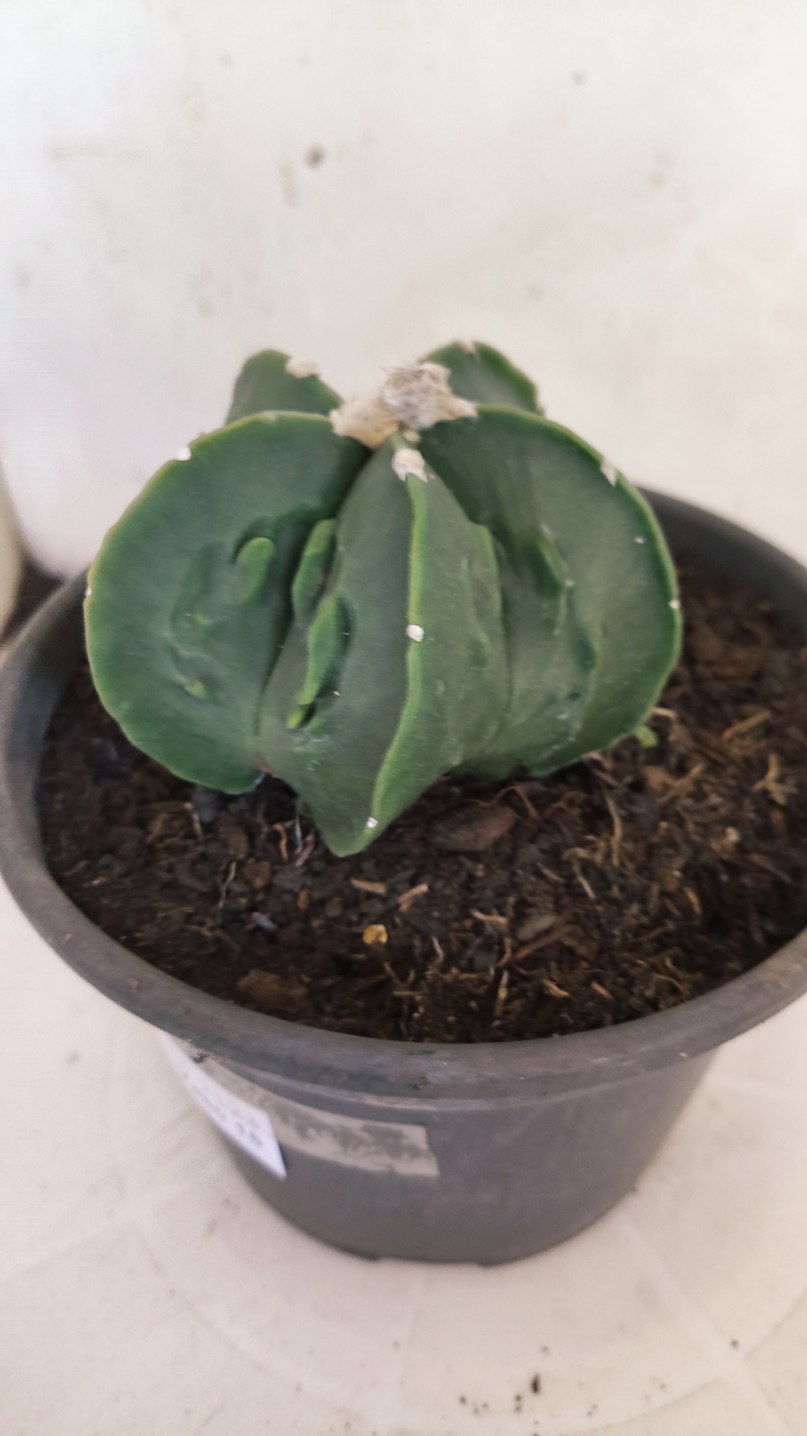 MATRIZ ASTROPHYTUM Myriostigma FUKURYU  Nº 1123 – vaso 15