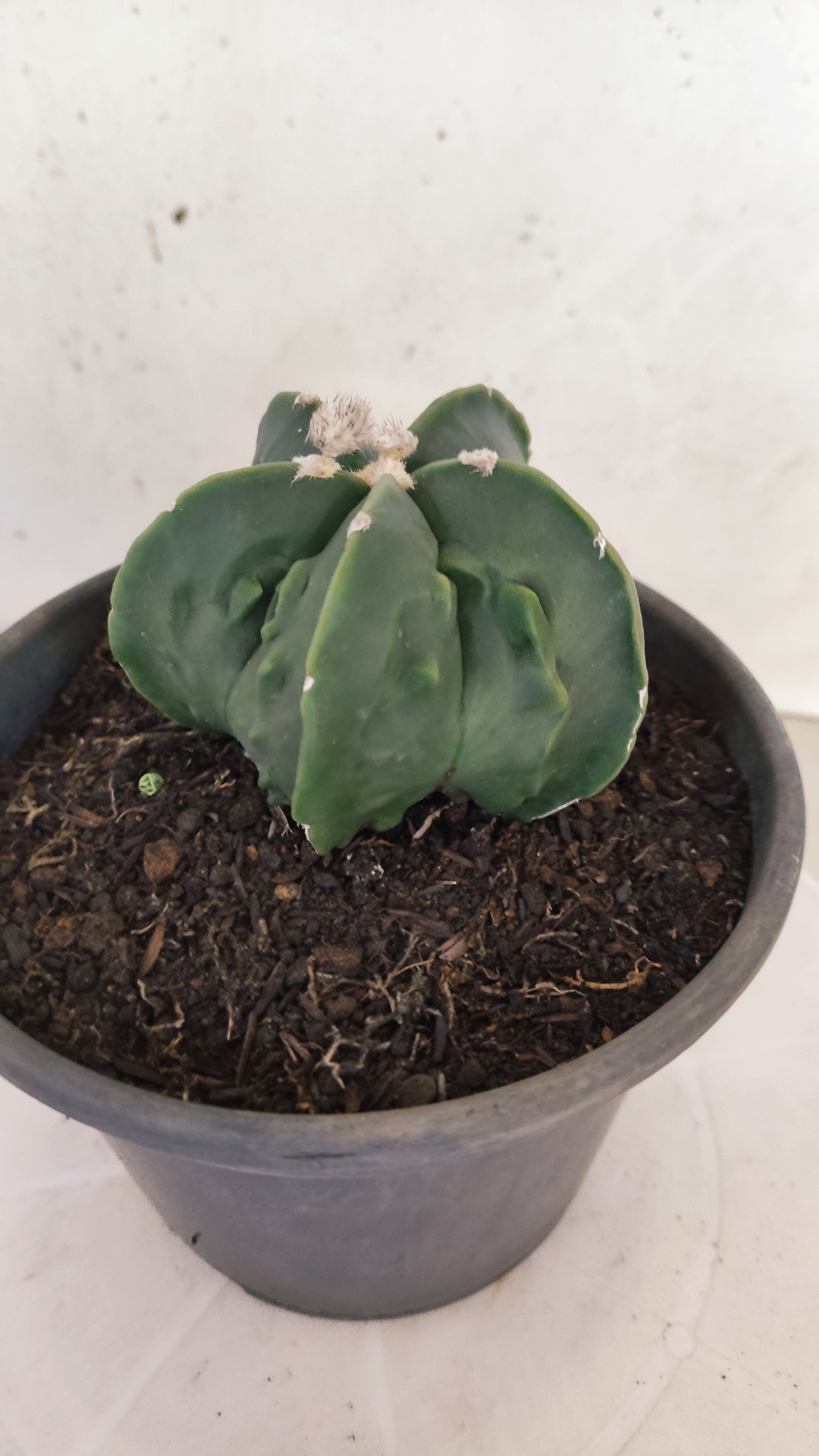 MATRIZ ASTROPHYTUM Myriostigma FUKURYU  Nº 1123 – vaso 15