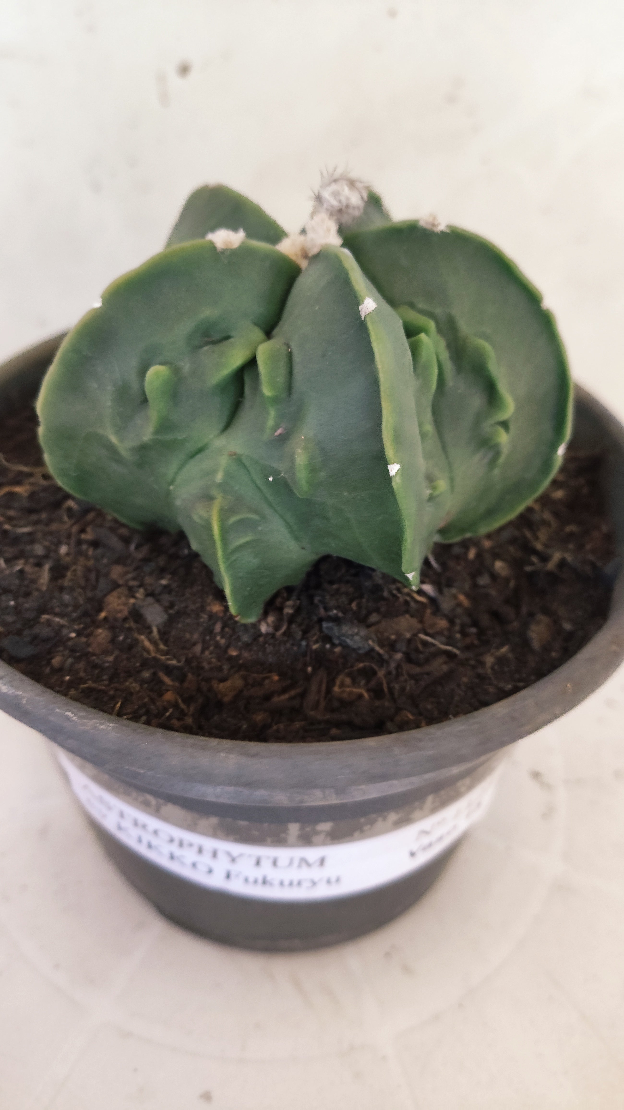 MATRIZ ASTROPHYTUM Myriostigma FUKURYU  Nº 1123 – vaso 15