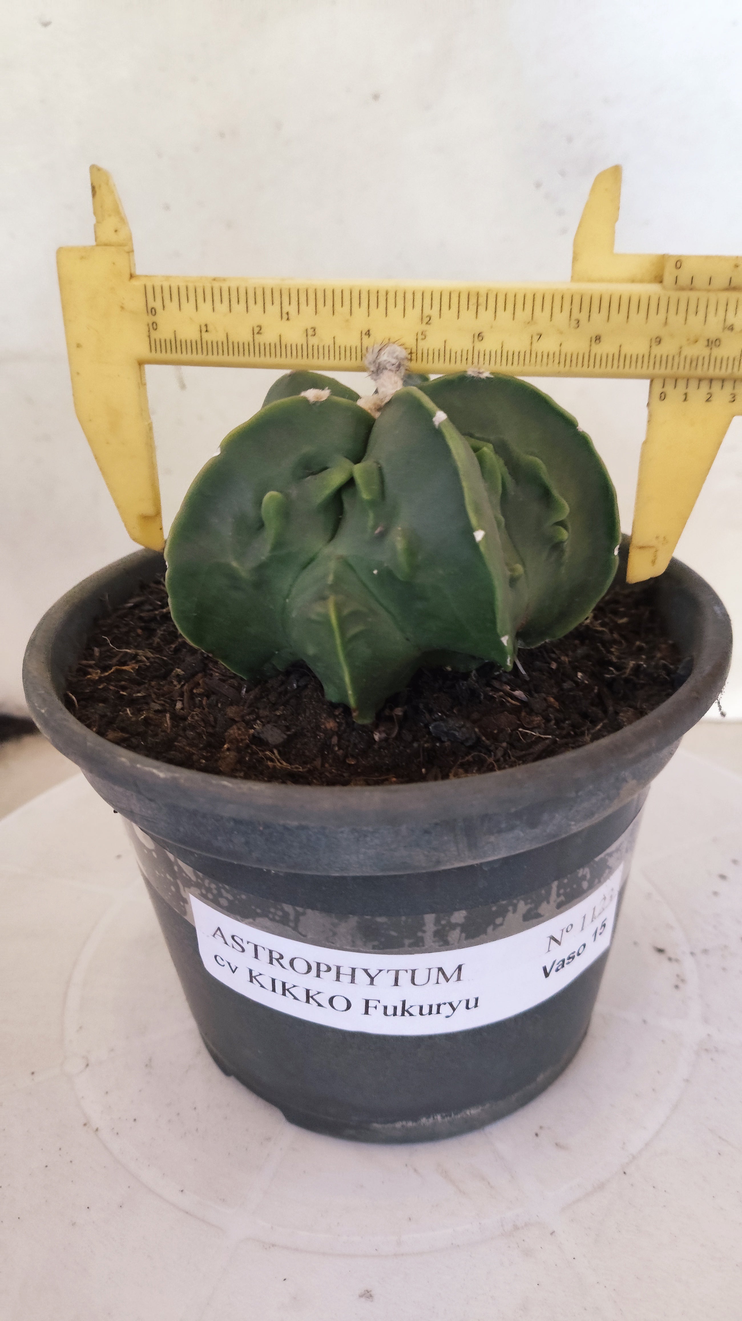MATRIZ ASTROPHYTUM Myriostigma FUKURYU  Nº 1123 – vaso 15