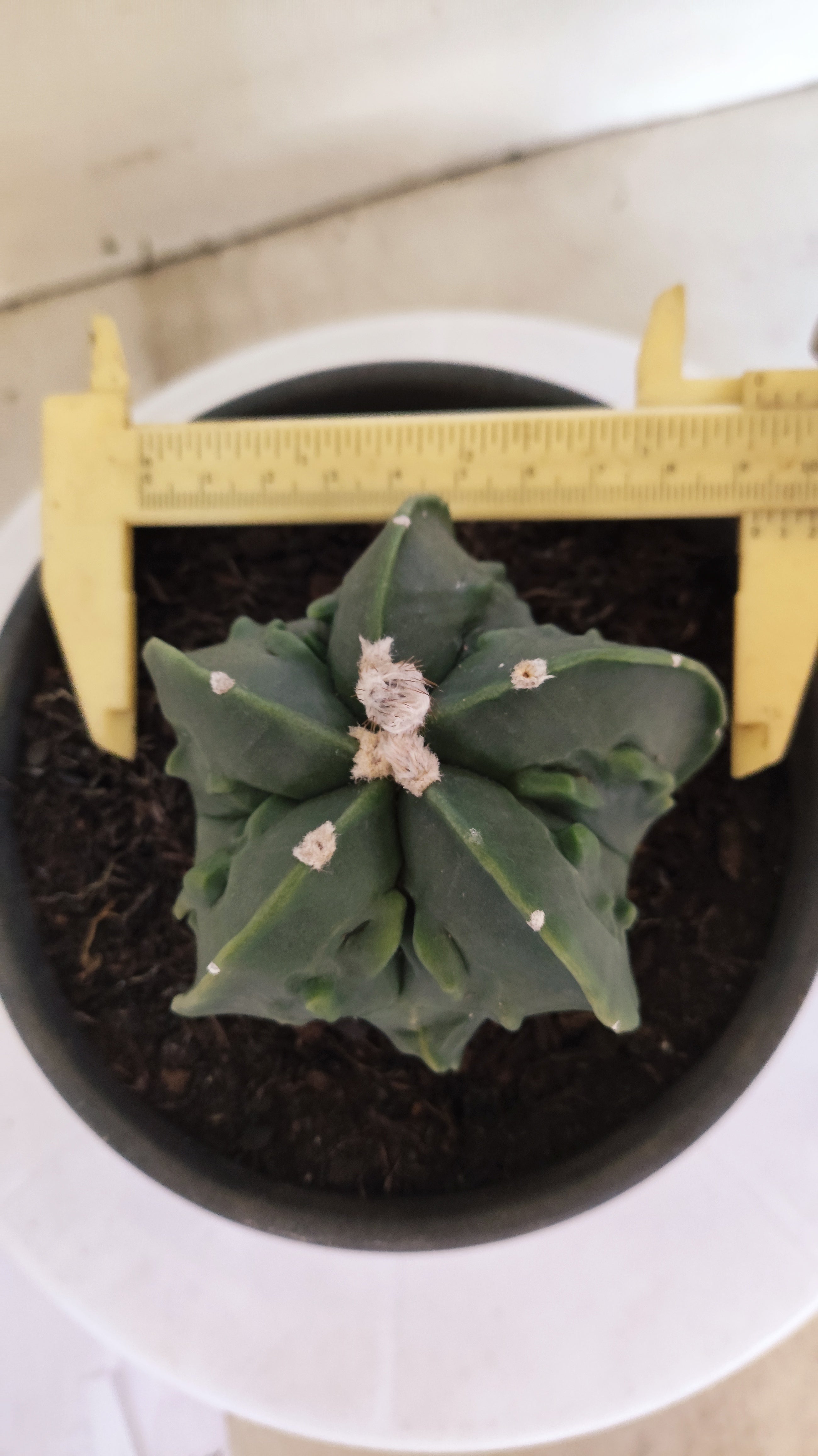 MATRIZ ASTROPHYTUM Myriostigma FUKURYU  Nº 1123 – vaso 15