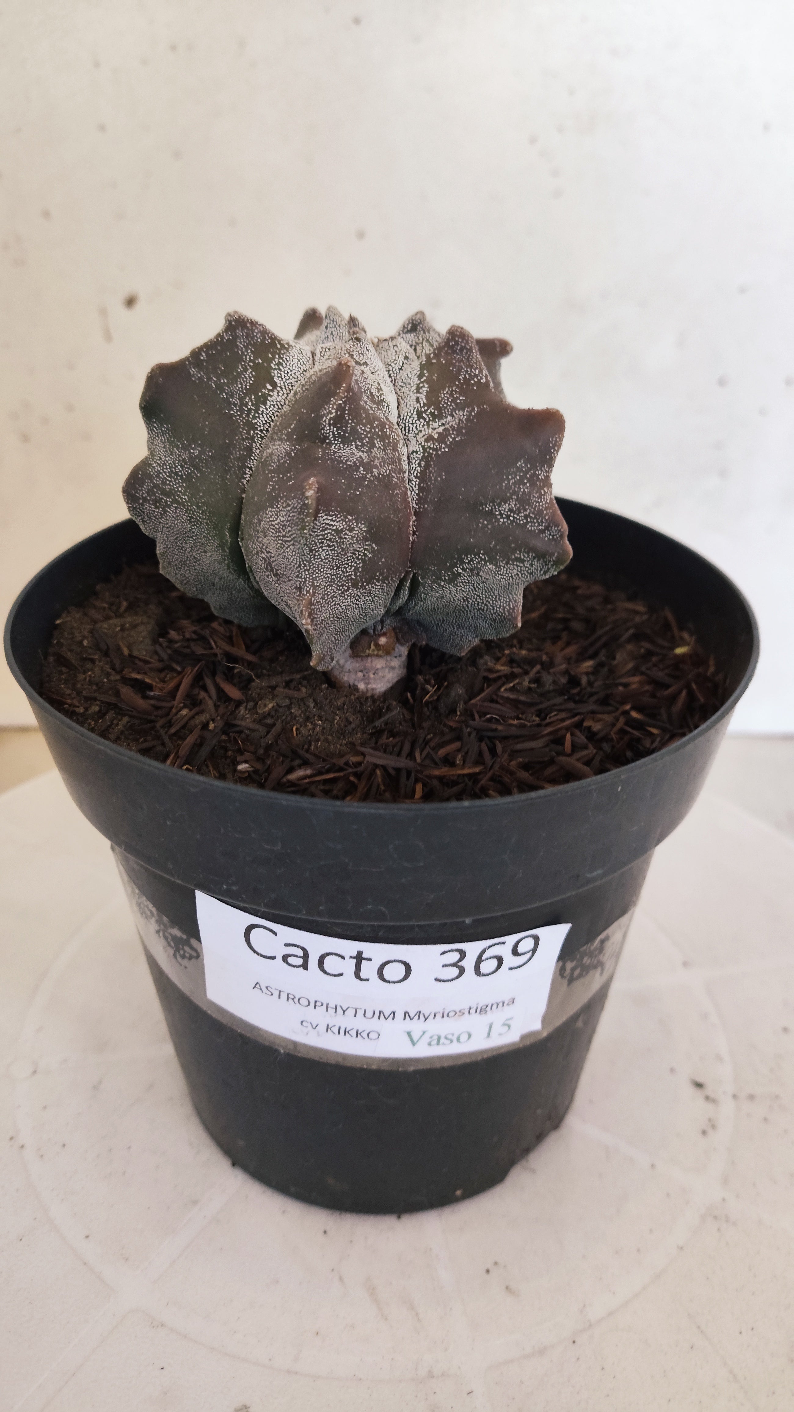 MATRIZ ASTROPHYTUM cv KIKKO  Nº 369 – vaso 15