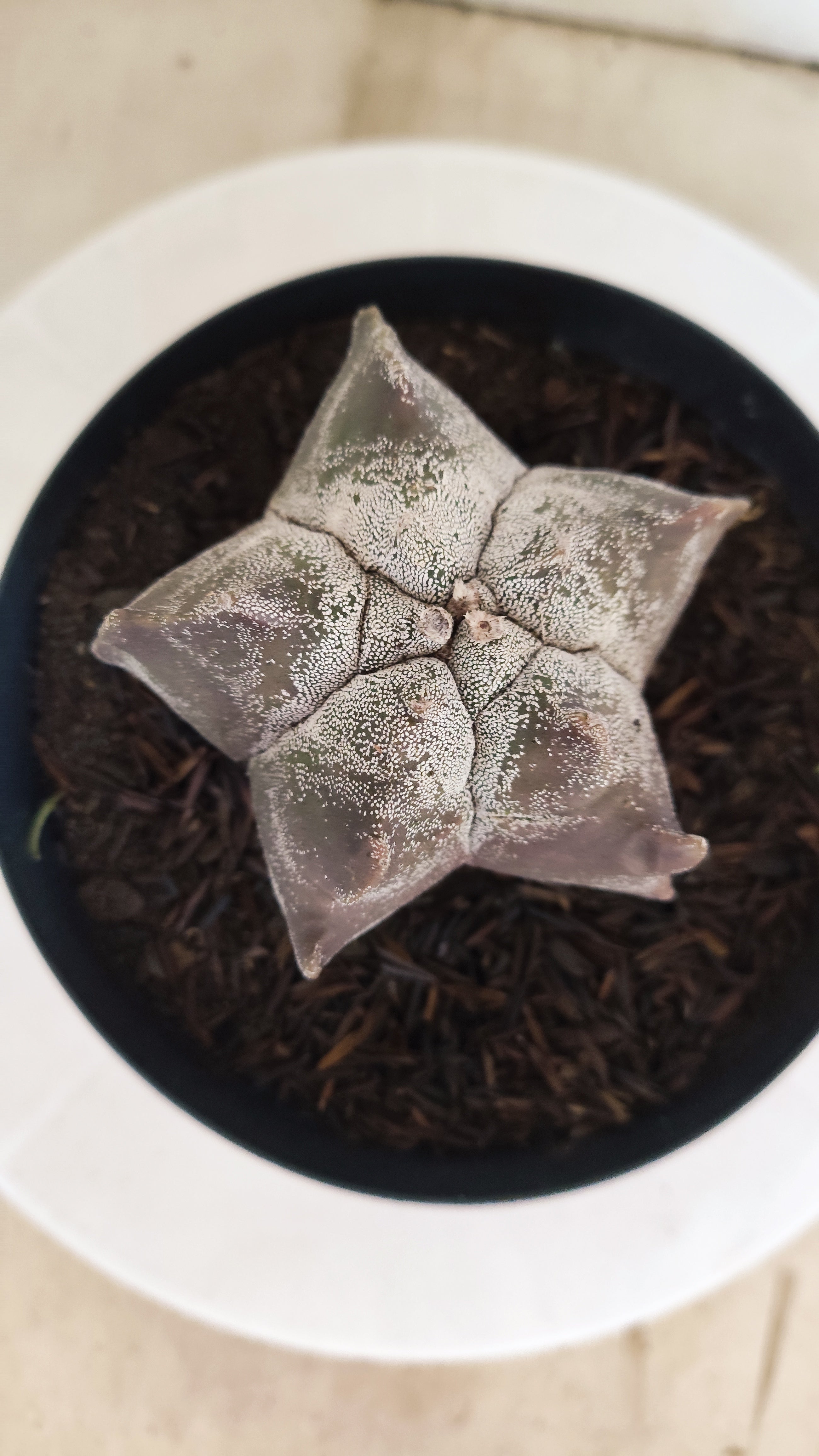 MATRIZ ASTROPHYTUM cv KIKKO  Nº 369 – vaso 15