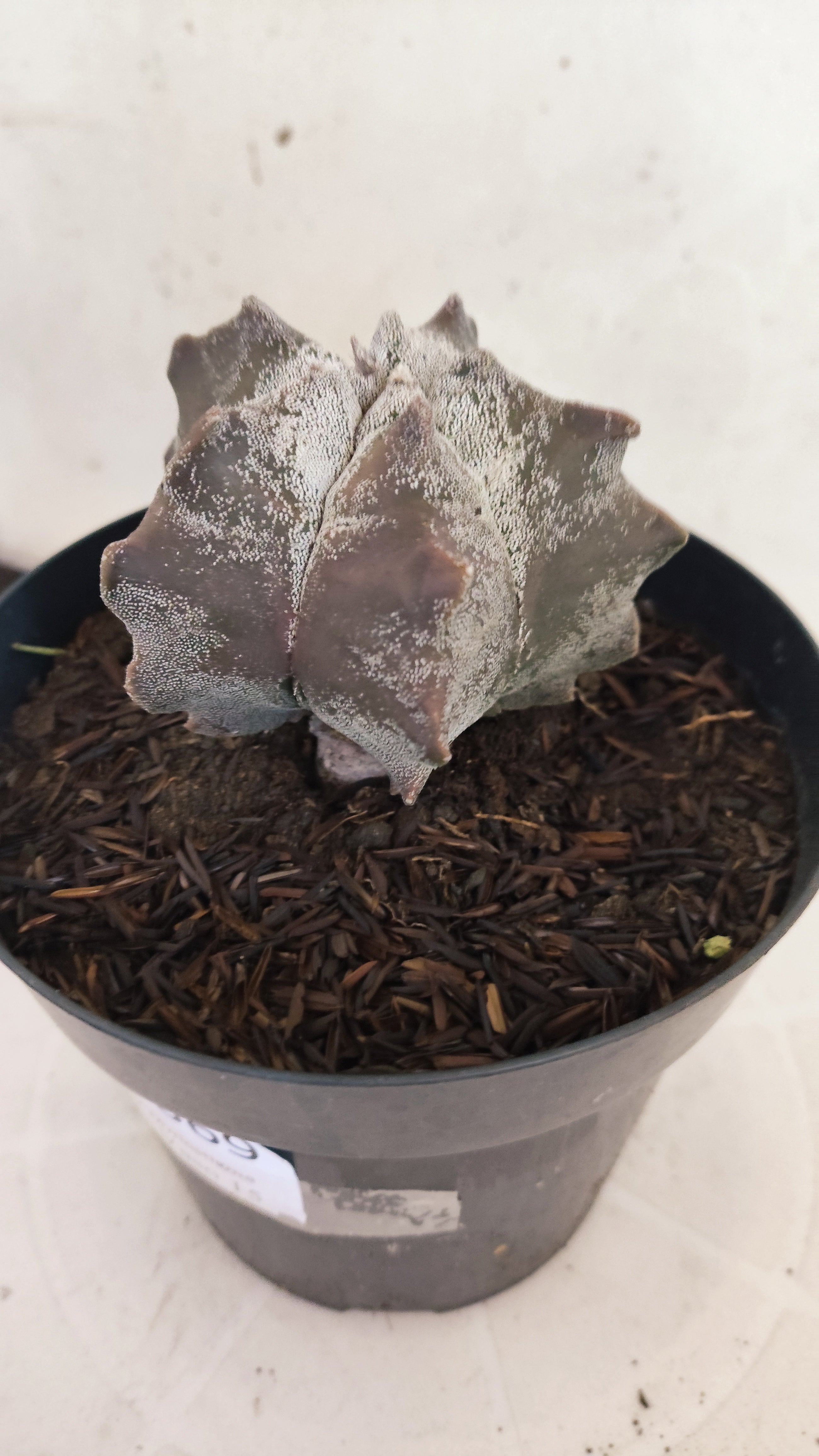 MATRIZ ASTROPHYTUM cv KIKKO  Nº 369 – vaso 15