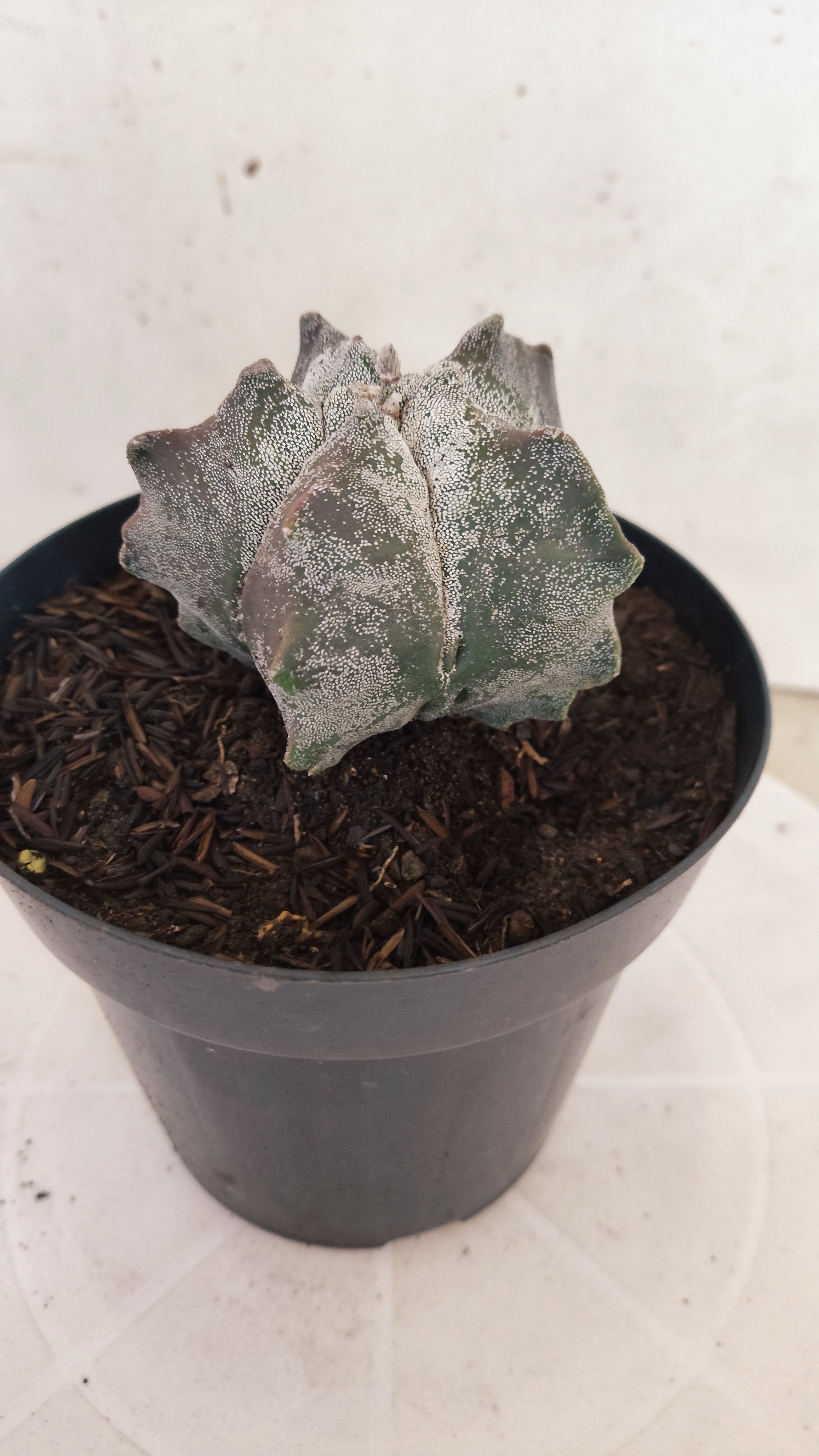 MATRIZ ASTROPHYTUM cv KIKKO  Nº 369 – vaso 15