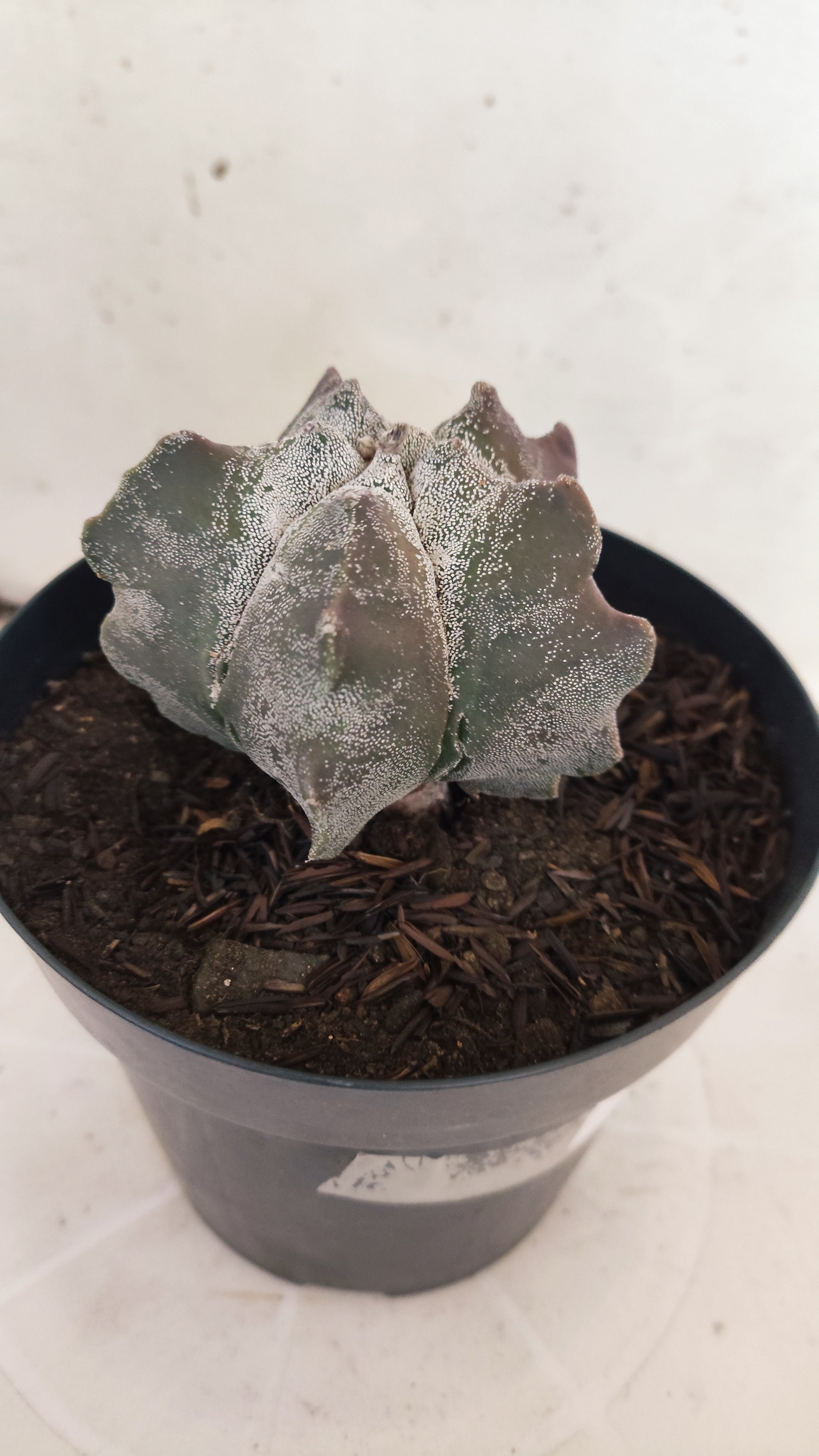 MATRIZ ASTROPHYTUM cv KIKKO  Nº 369 – vaso 15