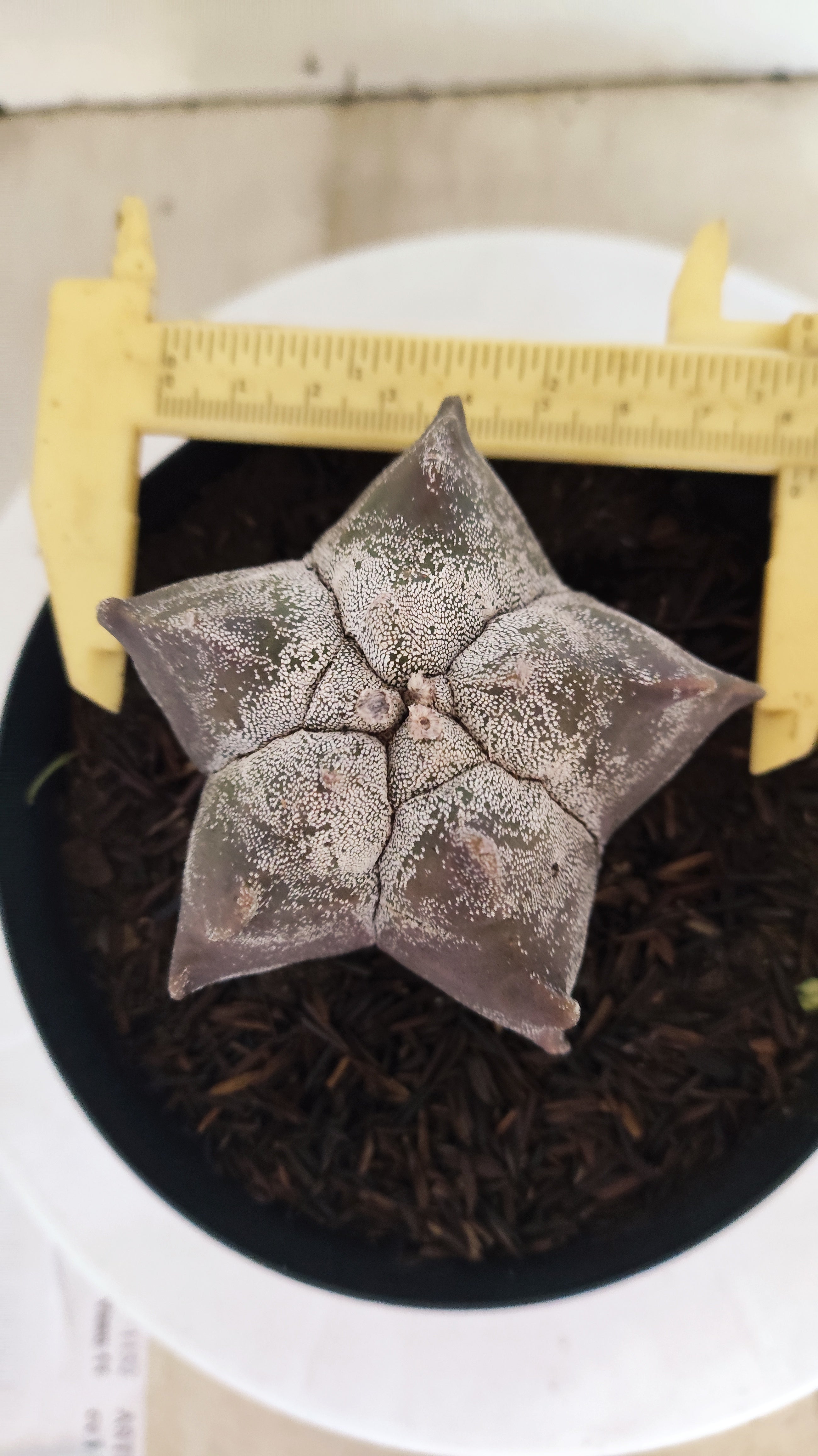 MATRIZ ASTROPHYTUM cv KIKKO  Nº 369 – vaso 15