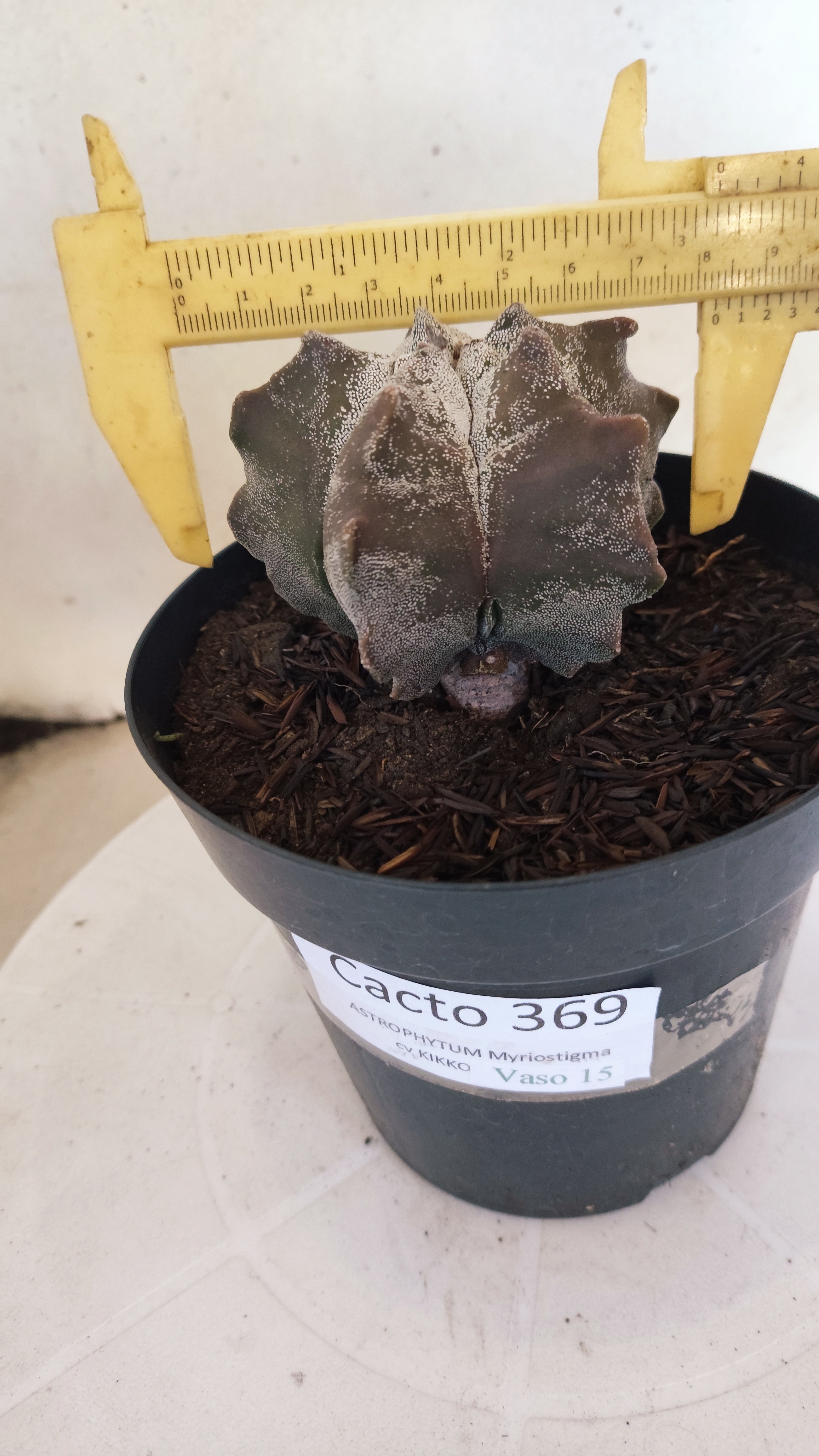 MATRIZ ASTROPHYTUM cv KIKKO  Nº 369 – vaso 15