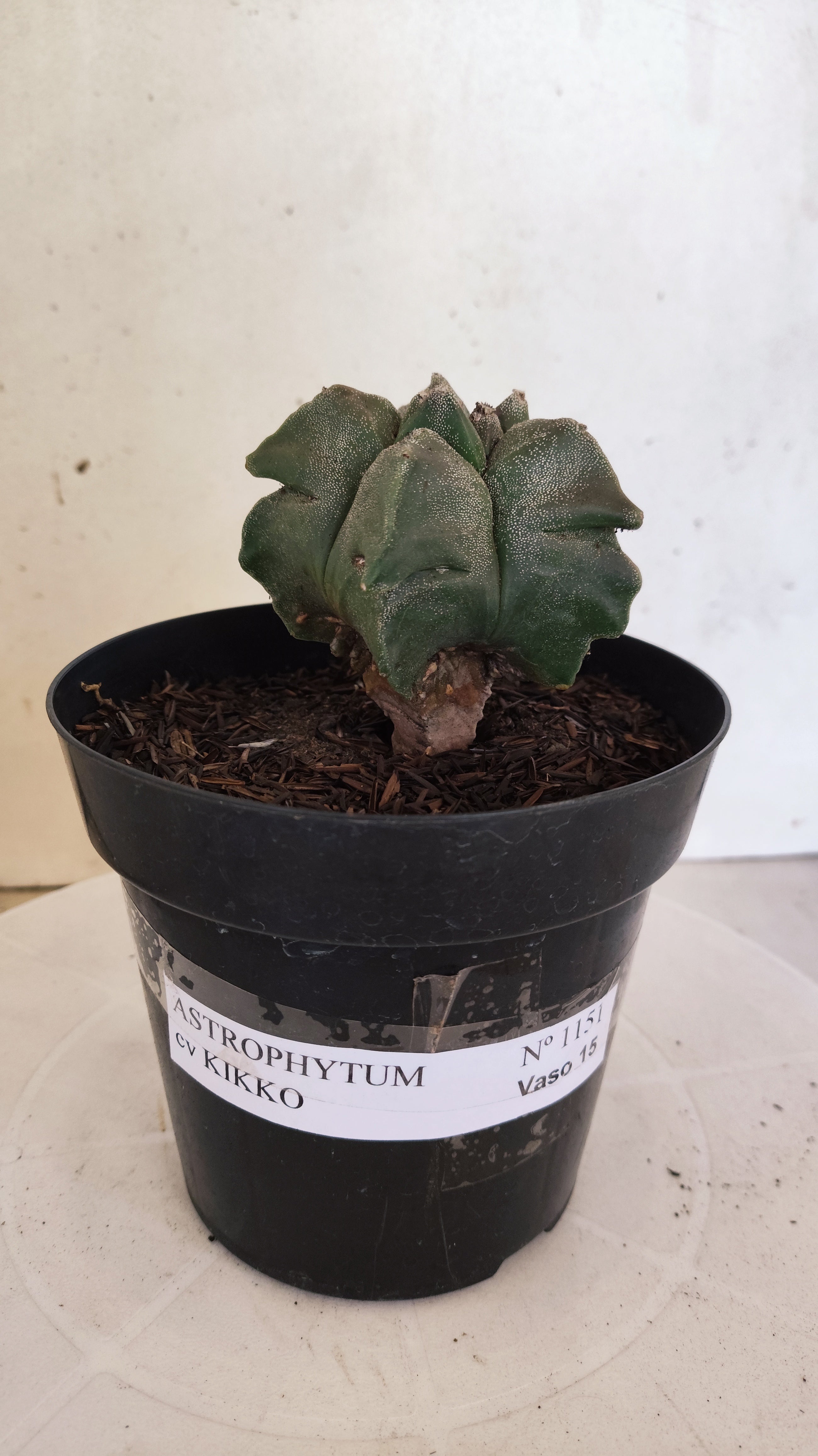 MATRIZ ASTROPHYTUM cv KIKKO  Nº 1151 – vaso 15