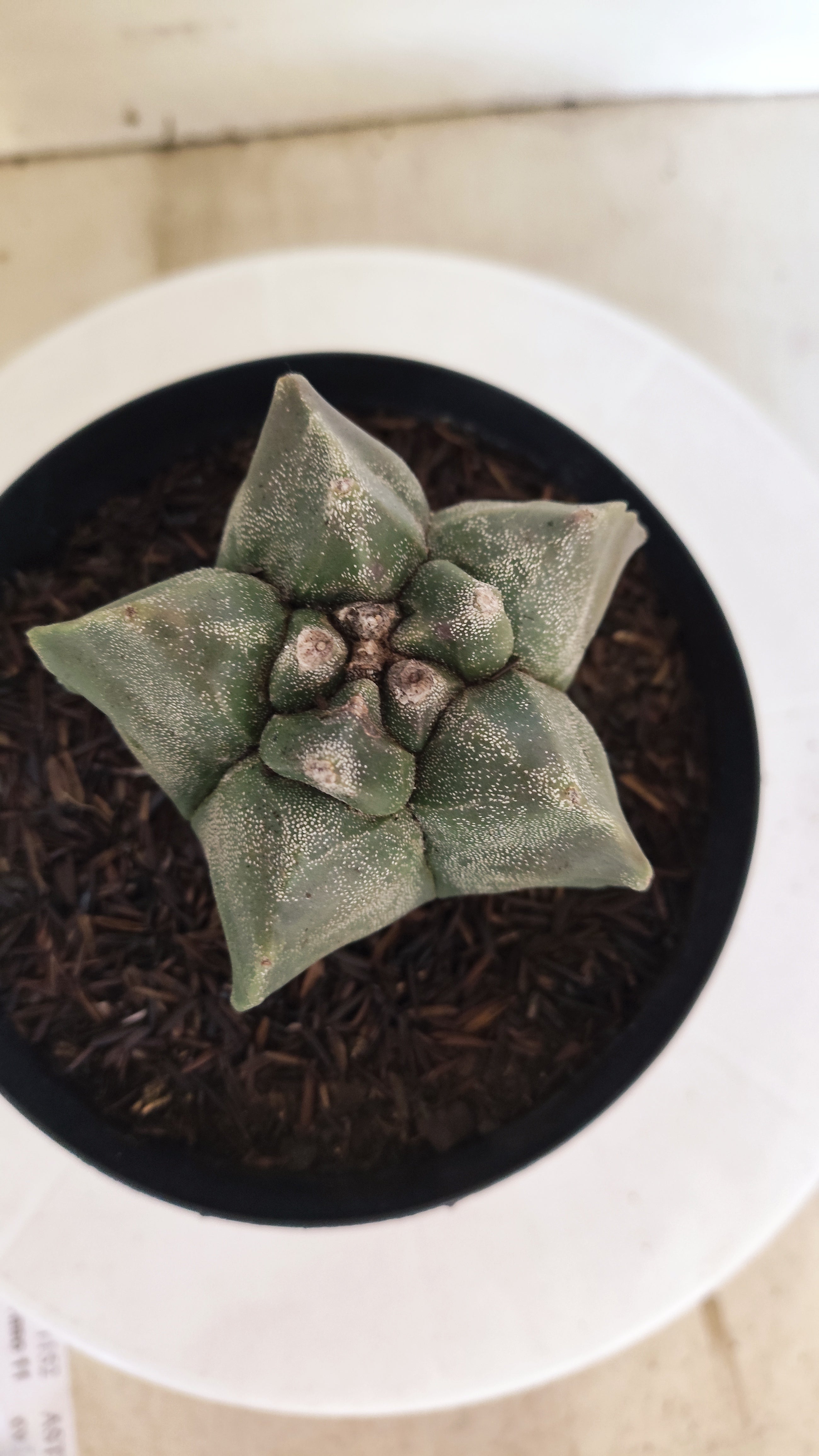 MATRIZ ASTROPHYTUM cv KIKKO  Nº 1151 – vaso 15