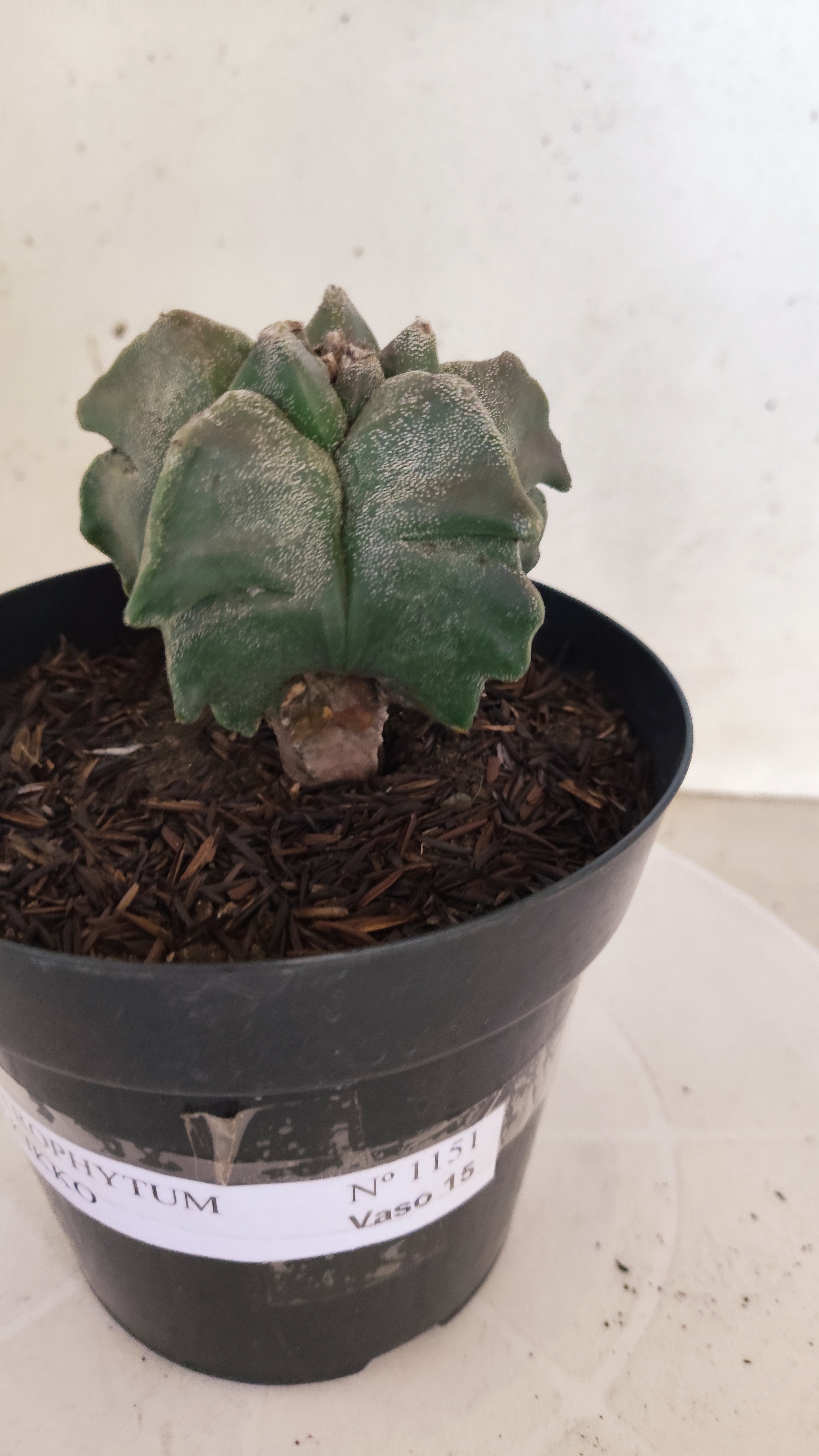 MATRIZ ASTROPHYTUM cv KIKKO  Nº 1151 – vaso 15