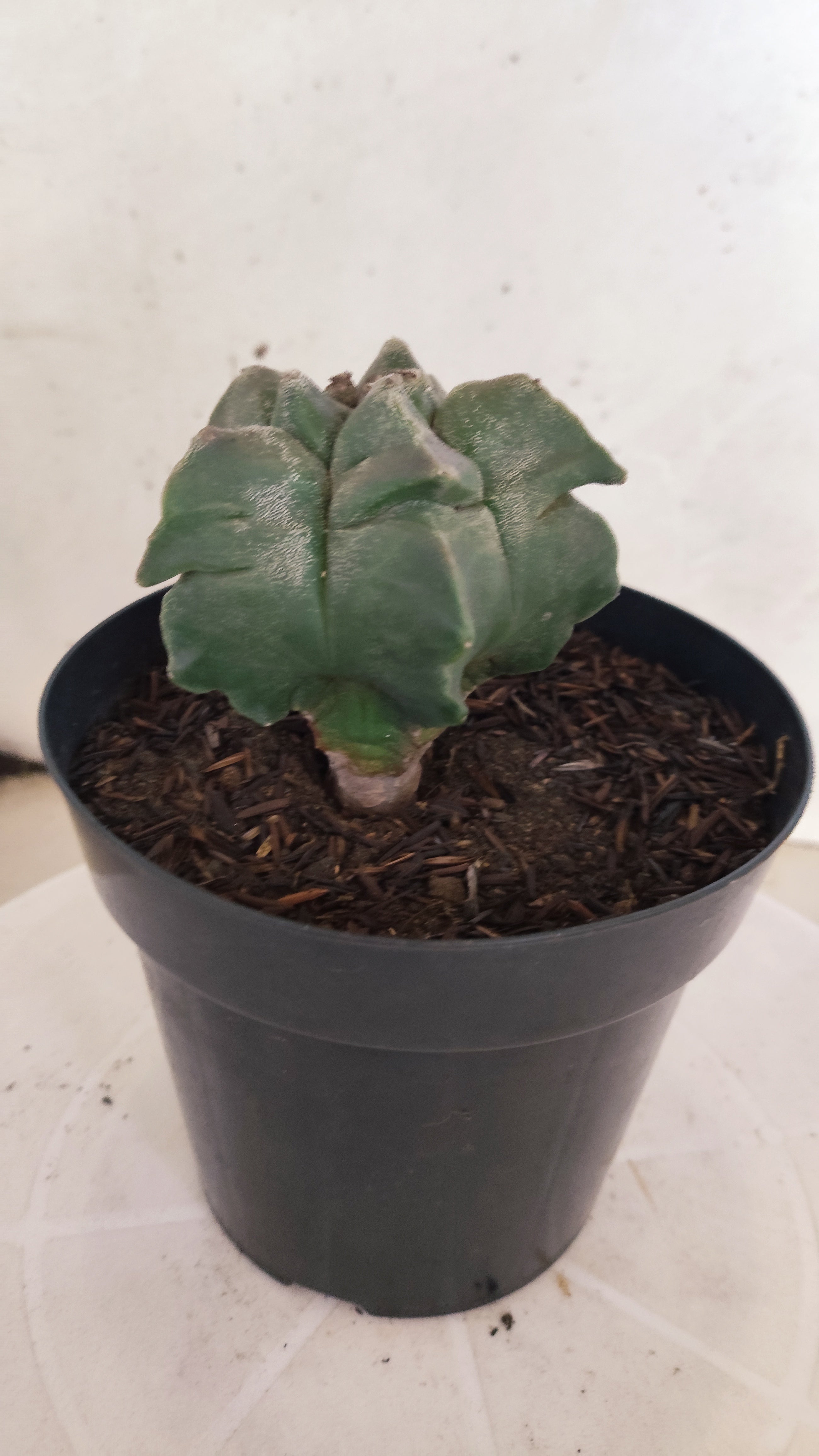 MATRIZ ASTROPHYTUM cv KIKKO  Nº 1151 – vaso 15