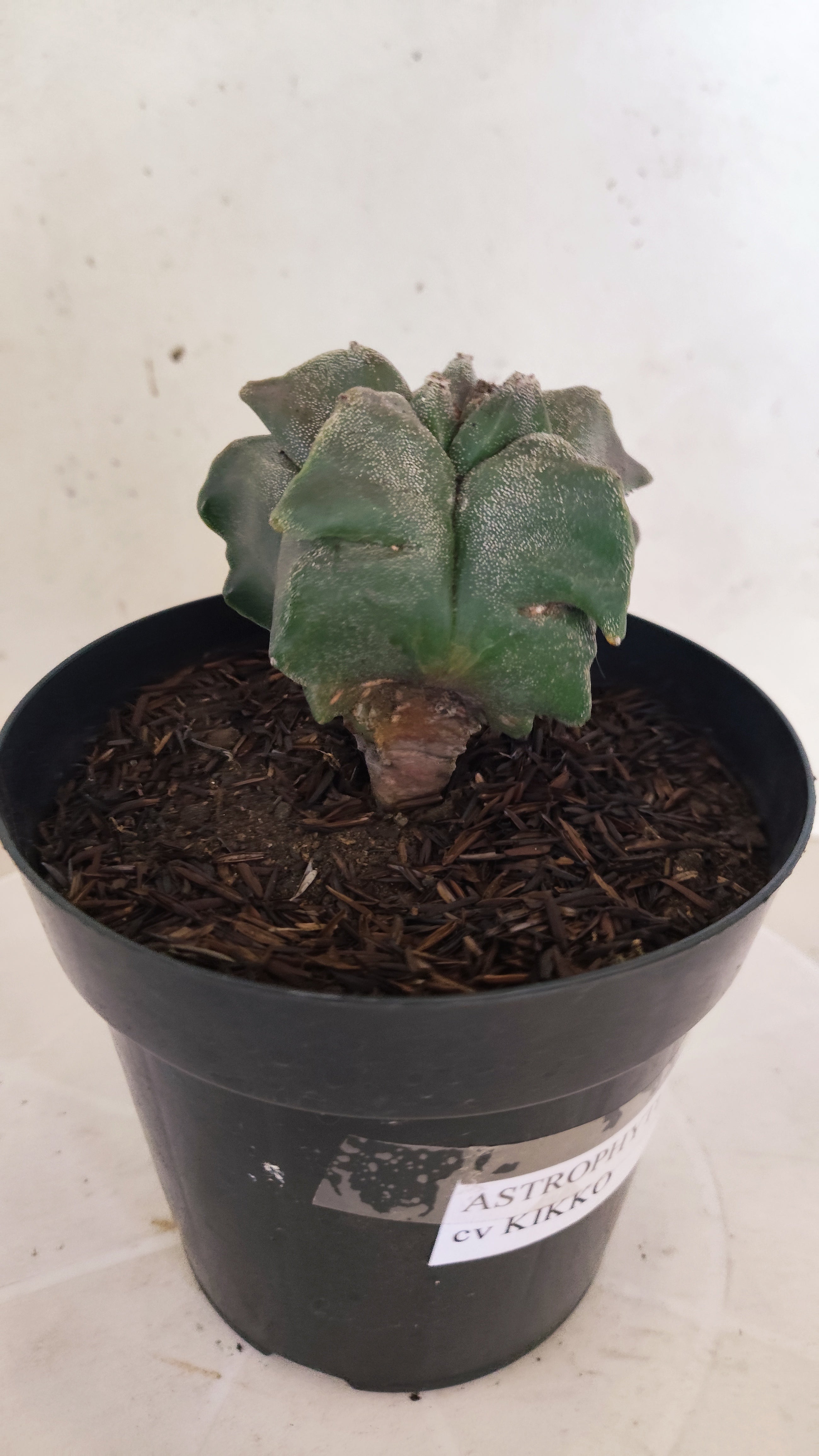 MATRIZ ASTROPHYTUM cv KIKKO  Nº 1151 – vaso 15