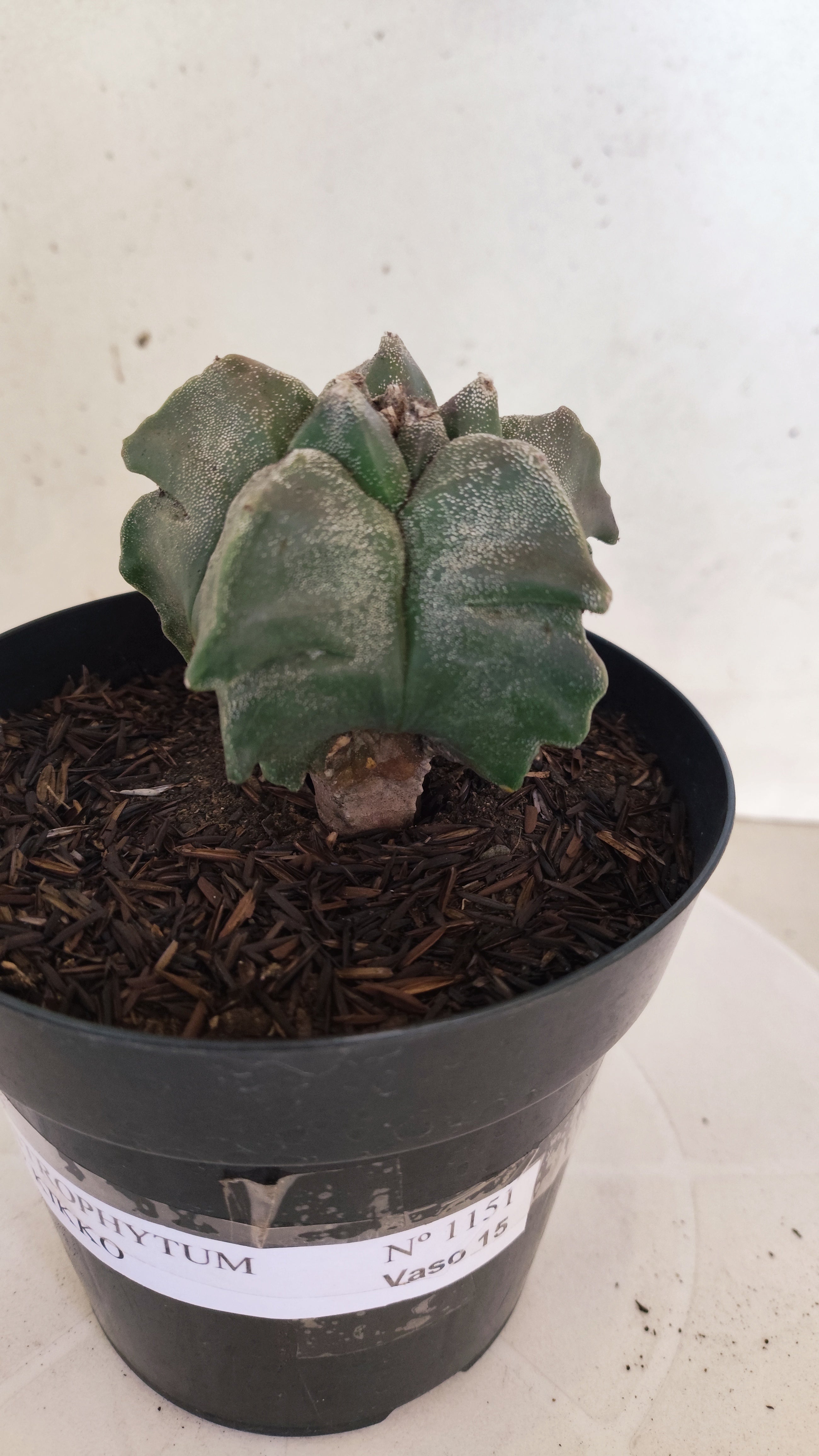 MATRIZ ASTROPHYTUM cv KIKKO  Nº 1151 – vaso 15