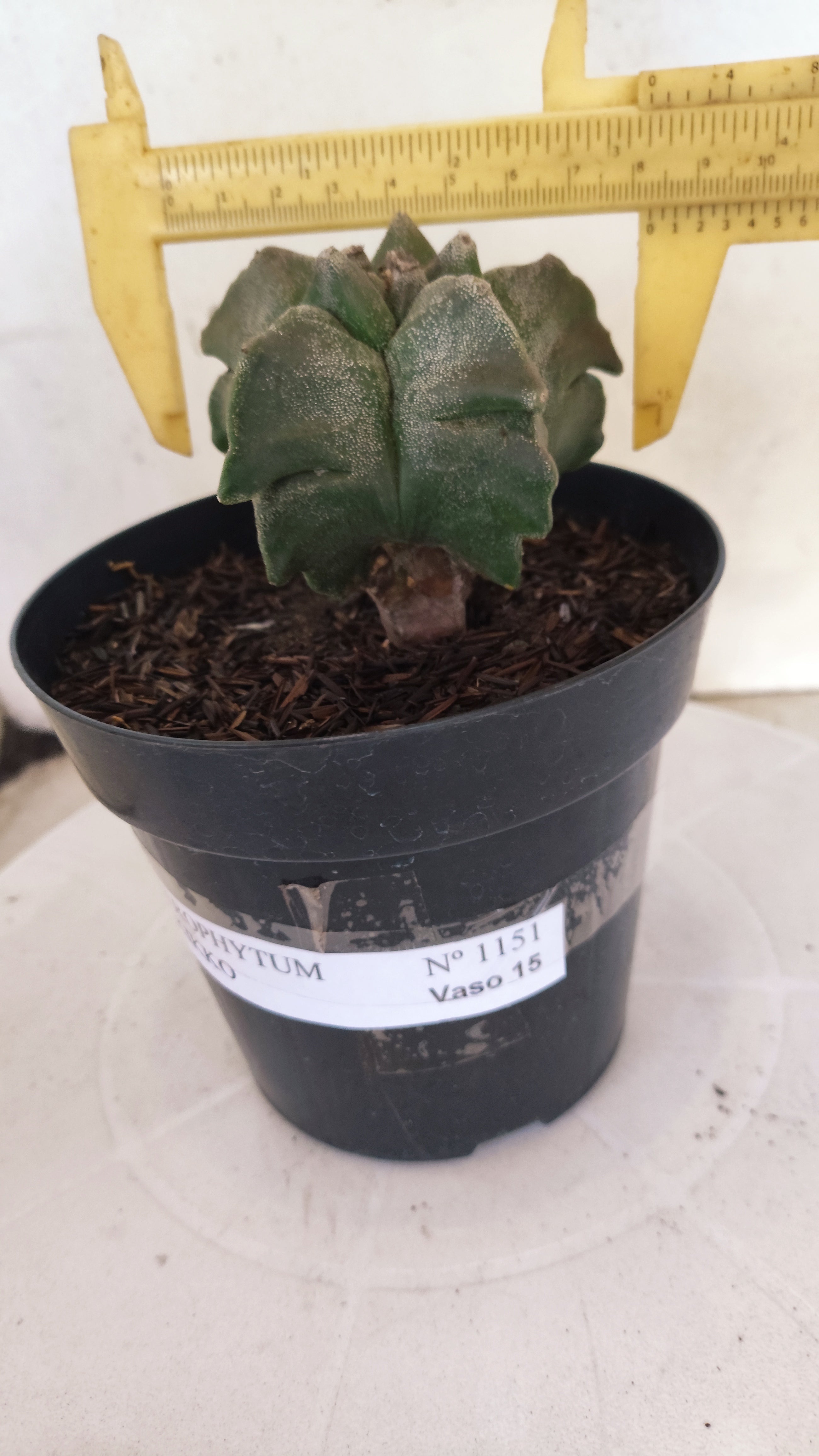 MATRIZ ASTROPHYTUM cv KIKKO  Nº 1151 – vaso 15