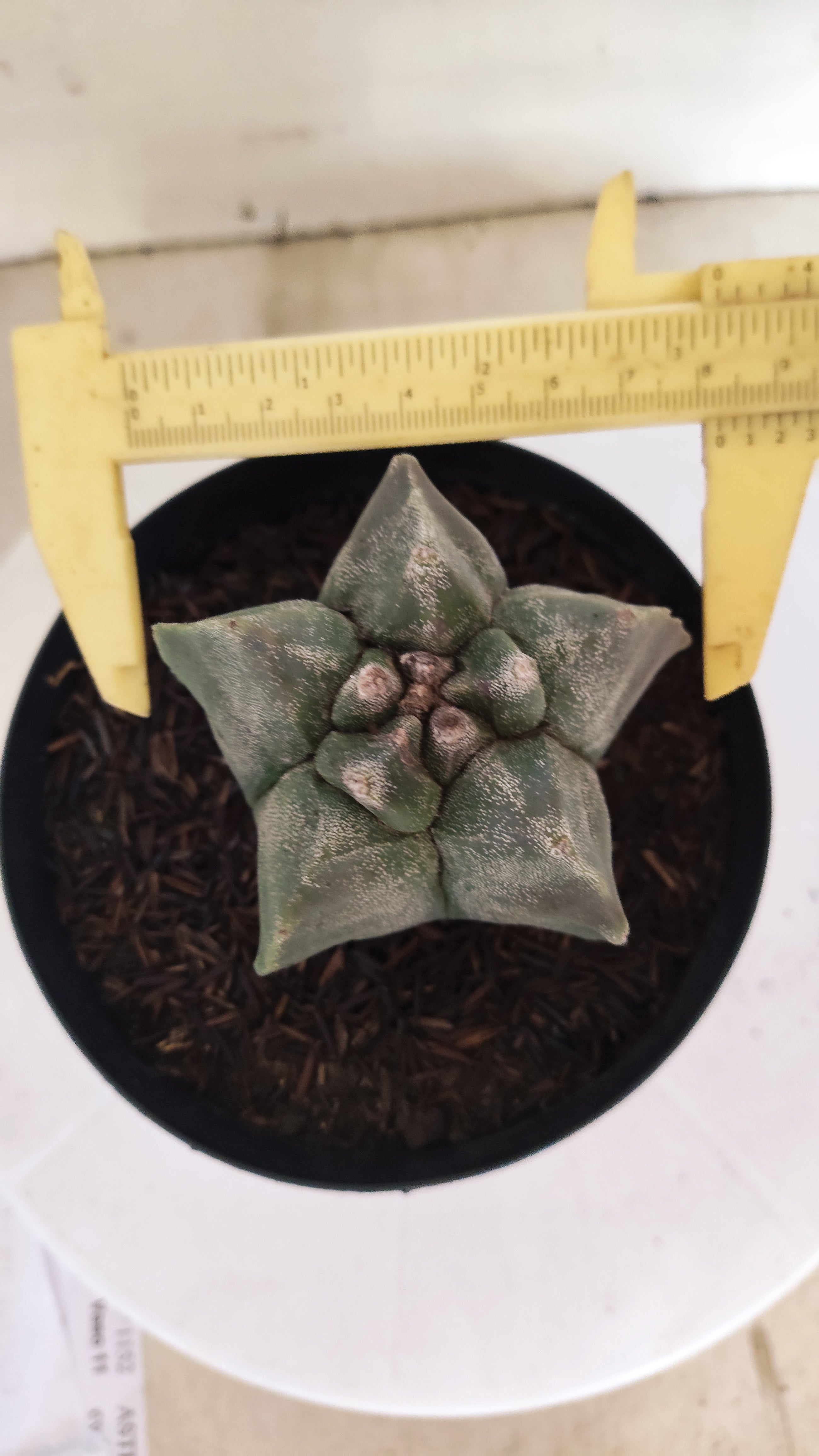 MATRIZ ASTROPHYTUM cv KIKKO  Nº 1151 – vaso 15
